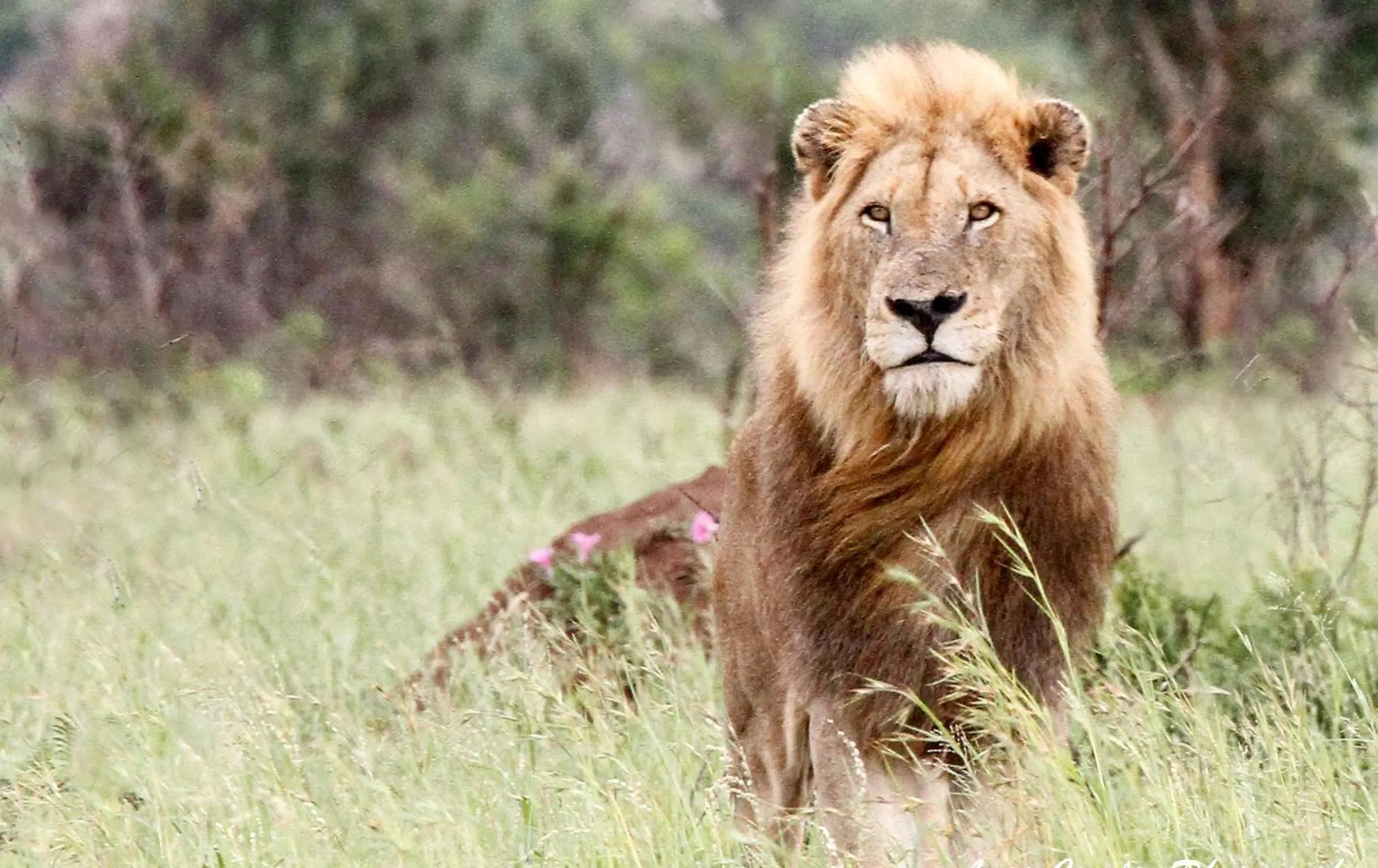 Day in SleepOver Kruger Gate