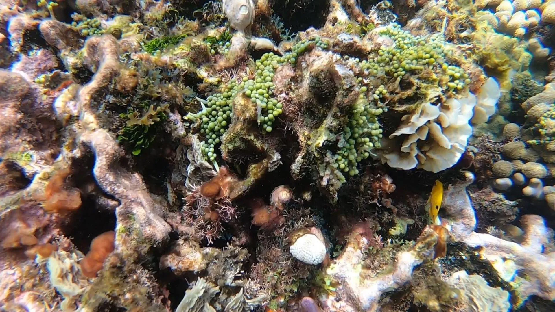 Diving in Hostal Cuca Macuca