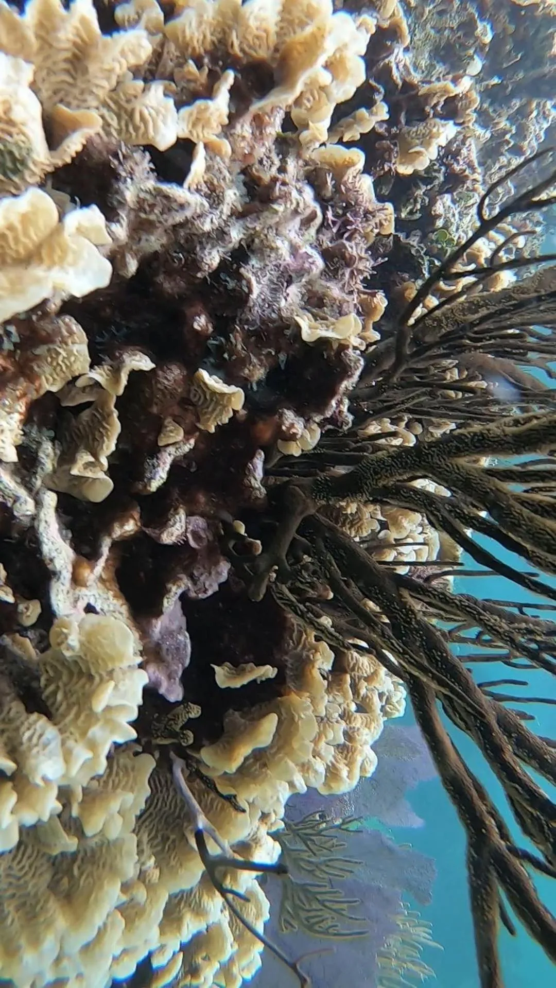 Snorkeling in Hostal Cuca Macuca