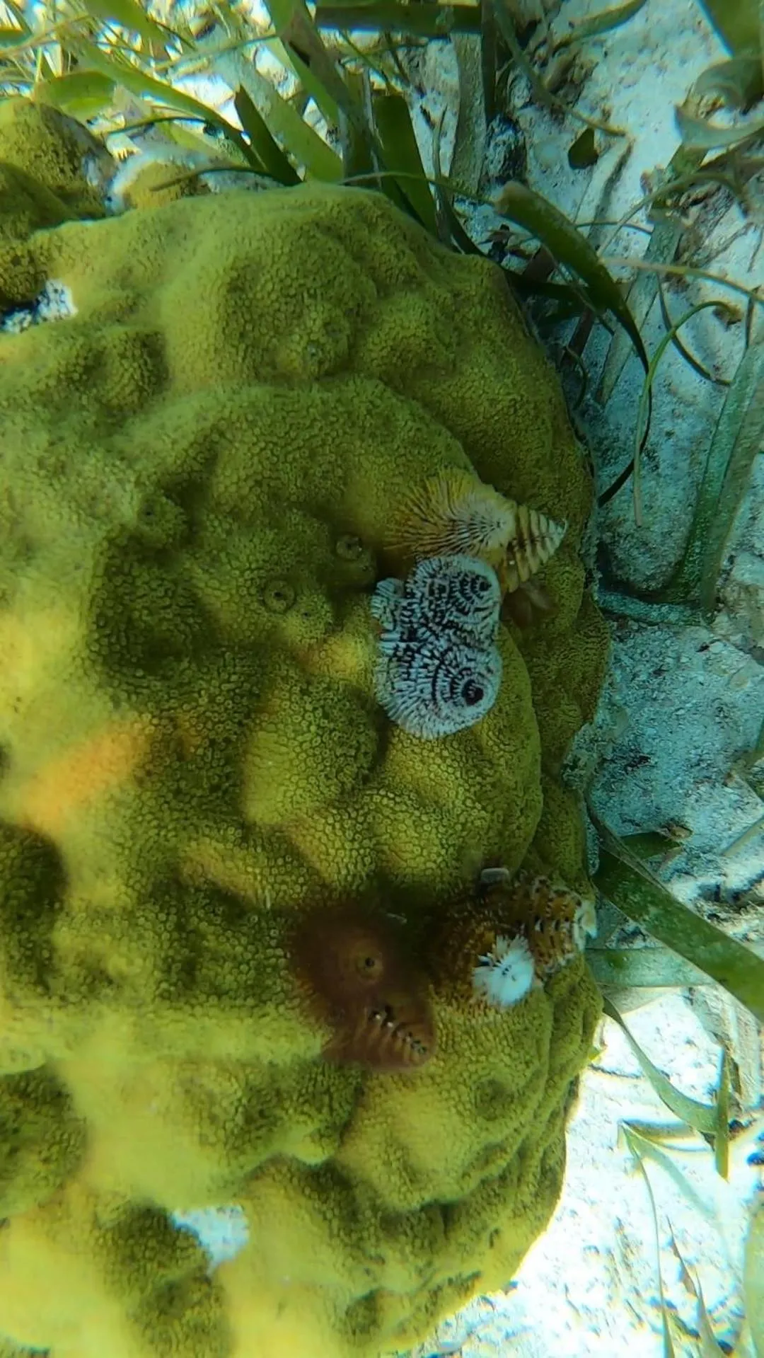 Snorkeling in Hostal Cuca Macuca