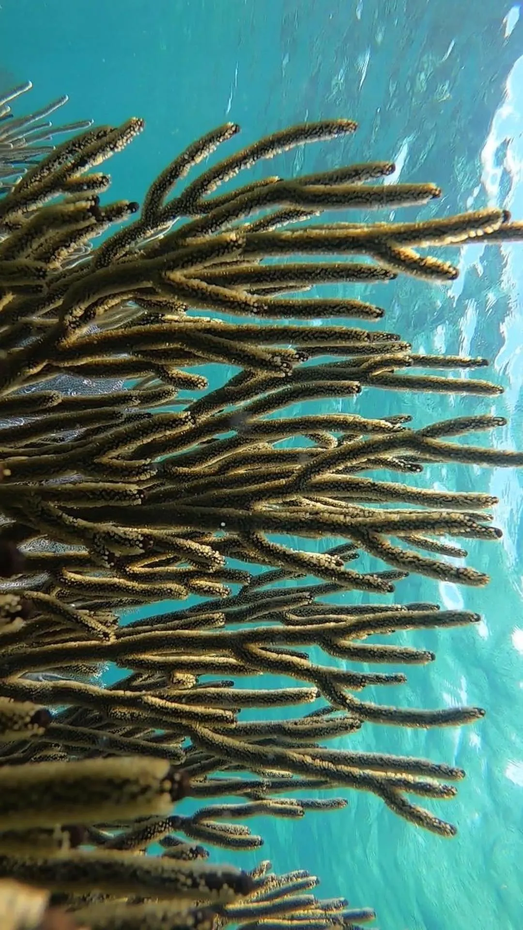 Beach in Hostal Cuca Macuca