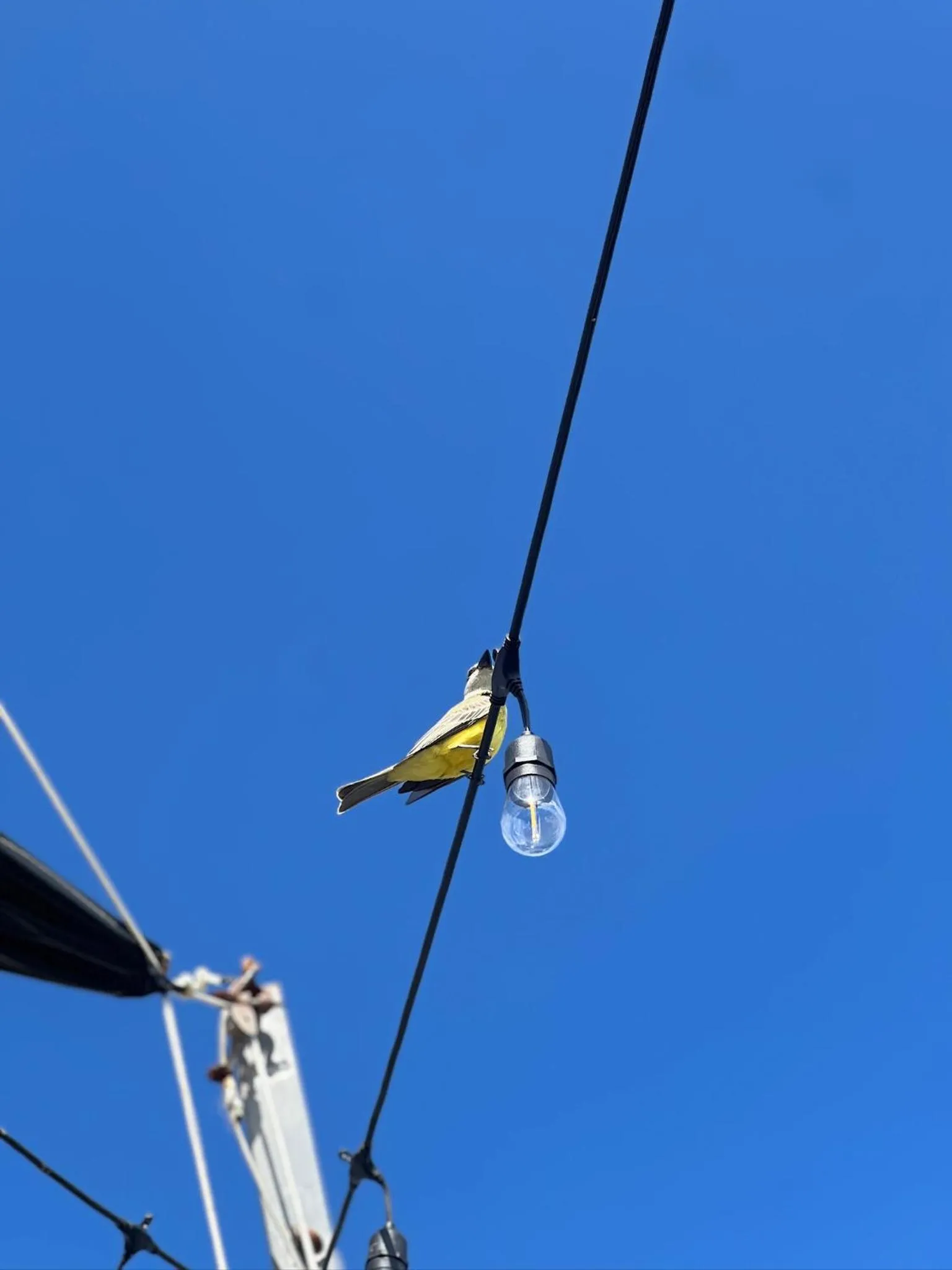 Animals in Hostal Cuca Macuca