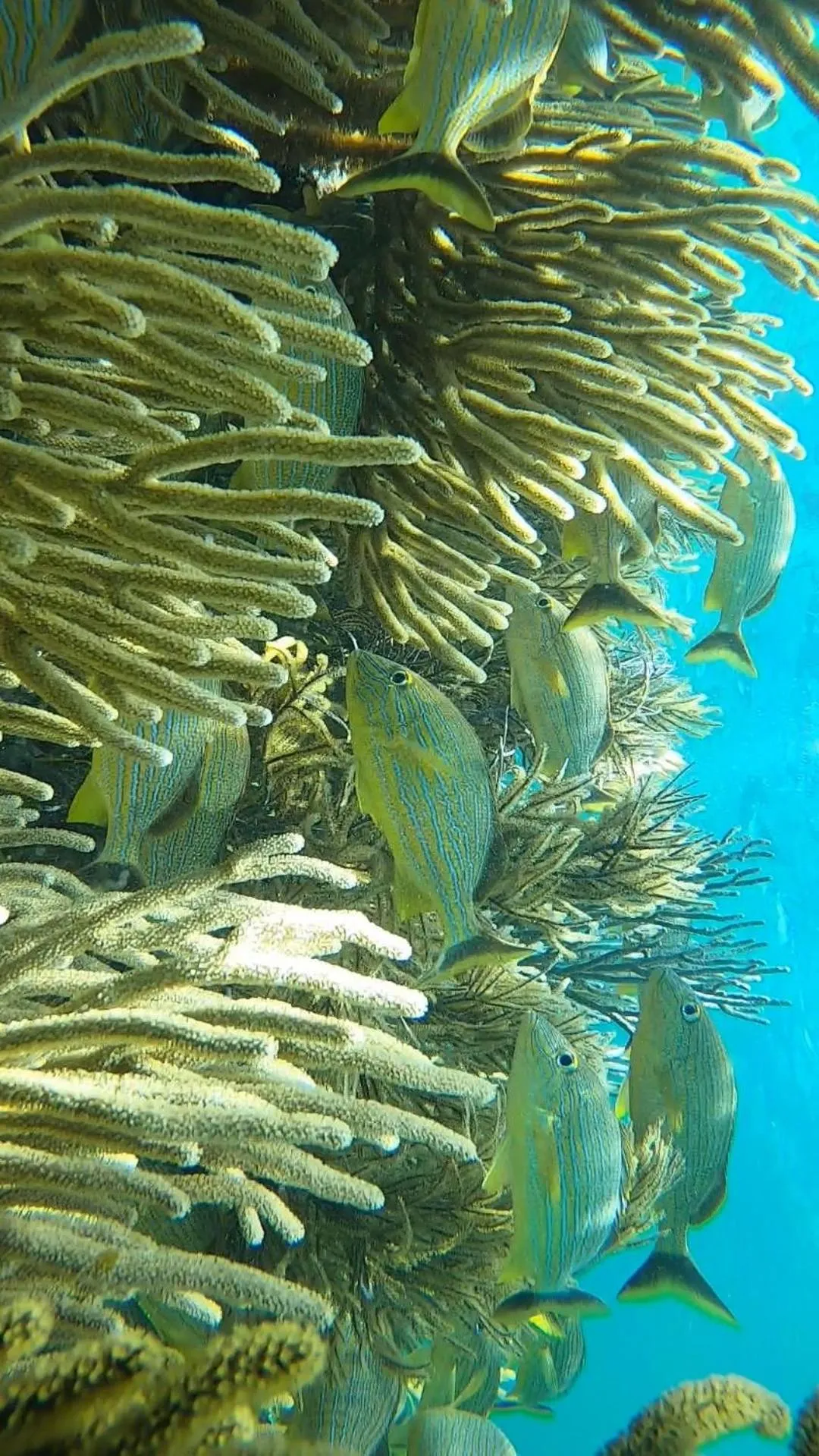 Diving in Hostal Cuca Macuca