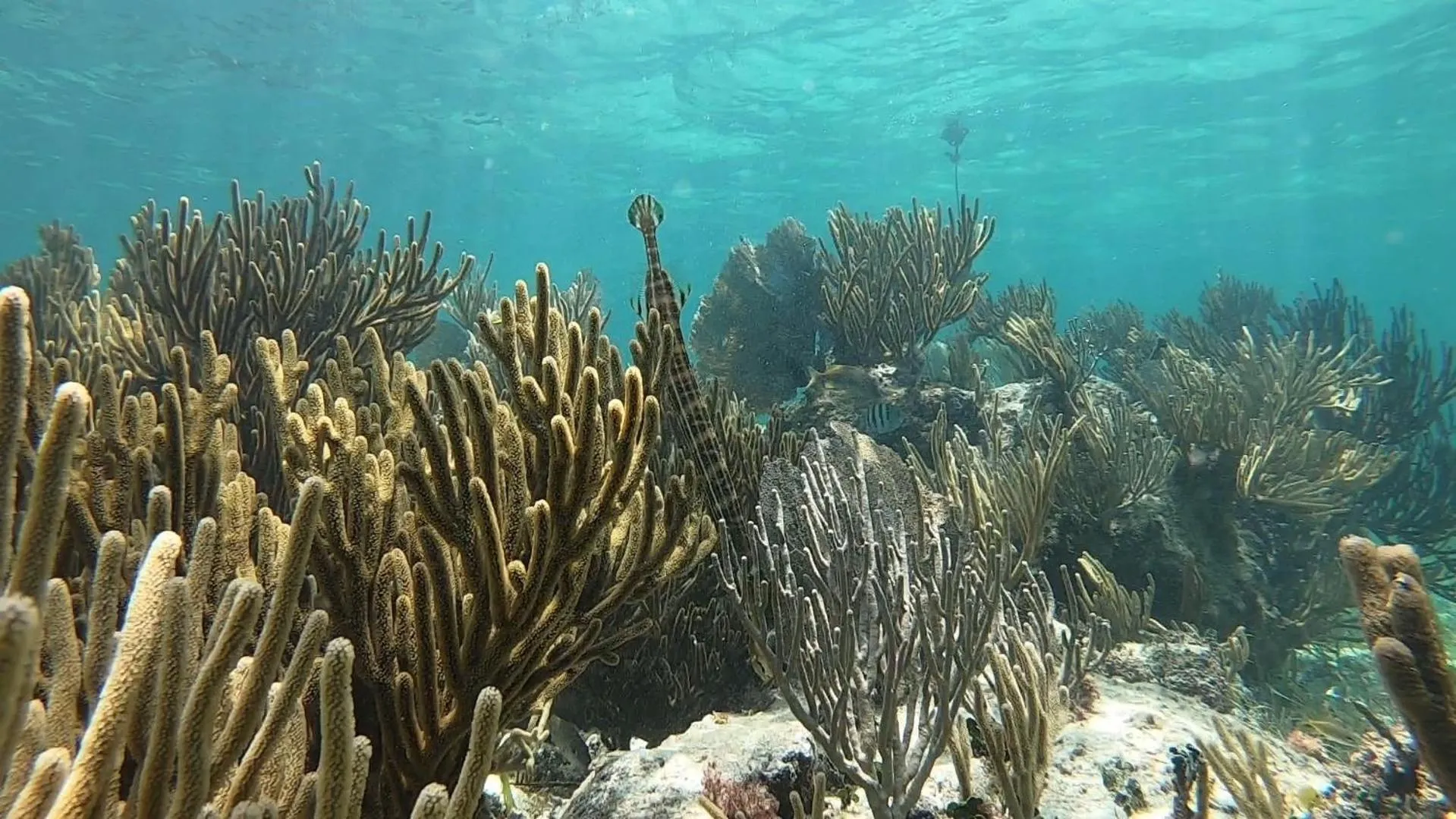 Snorkeling in Hostal Cuca Macuca