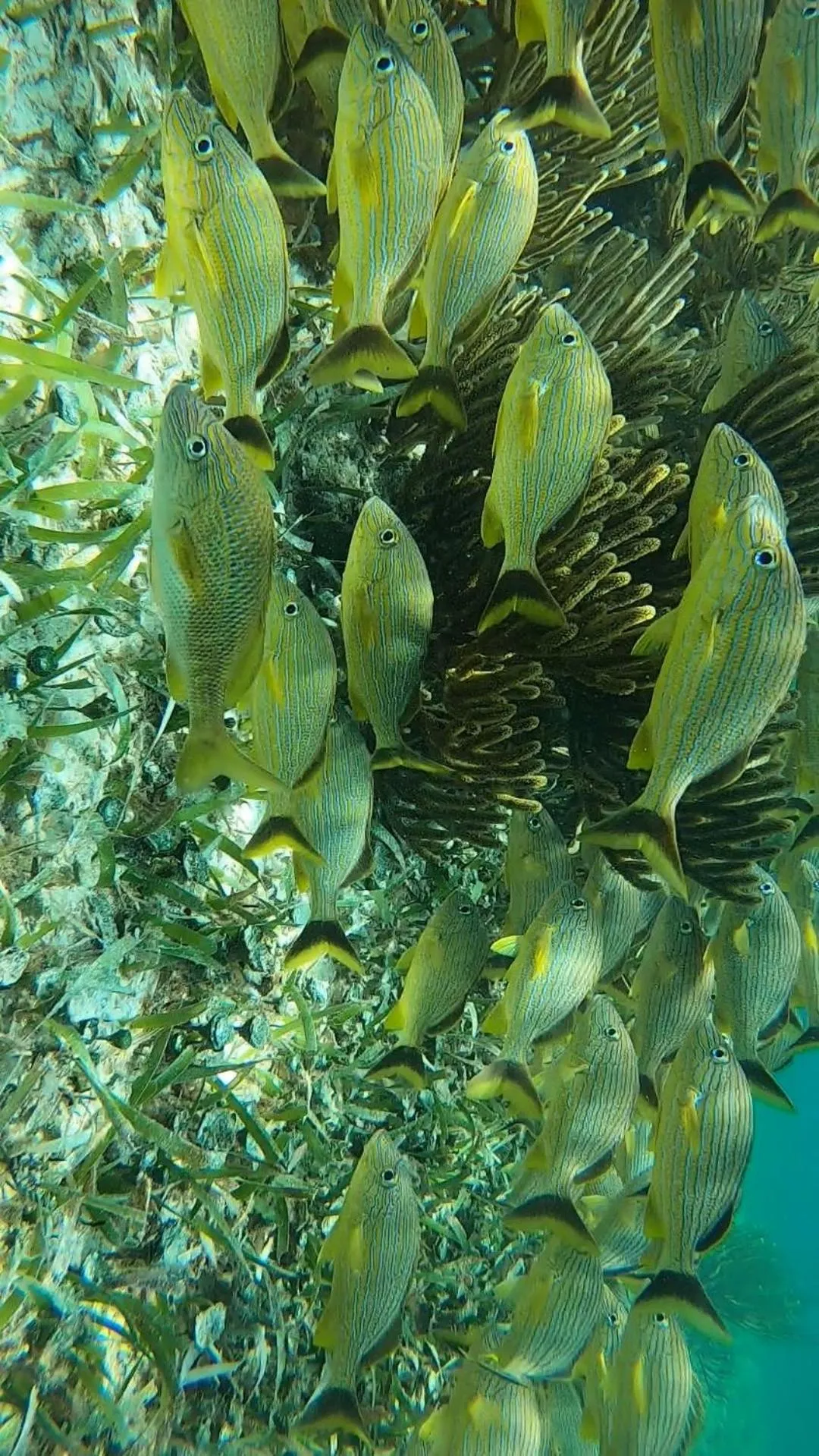 Snorkeling in Hostal Cuca Macuca