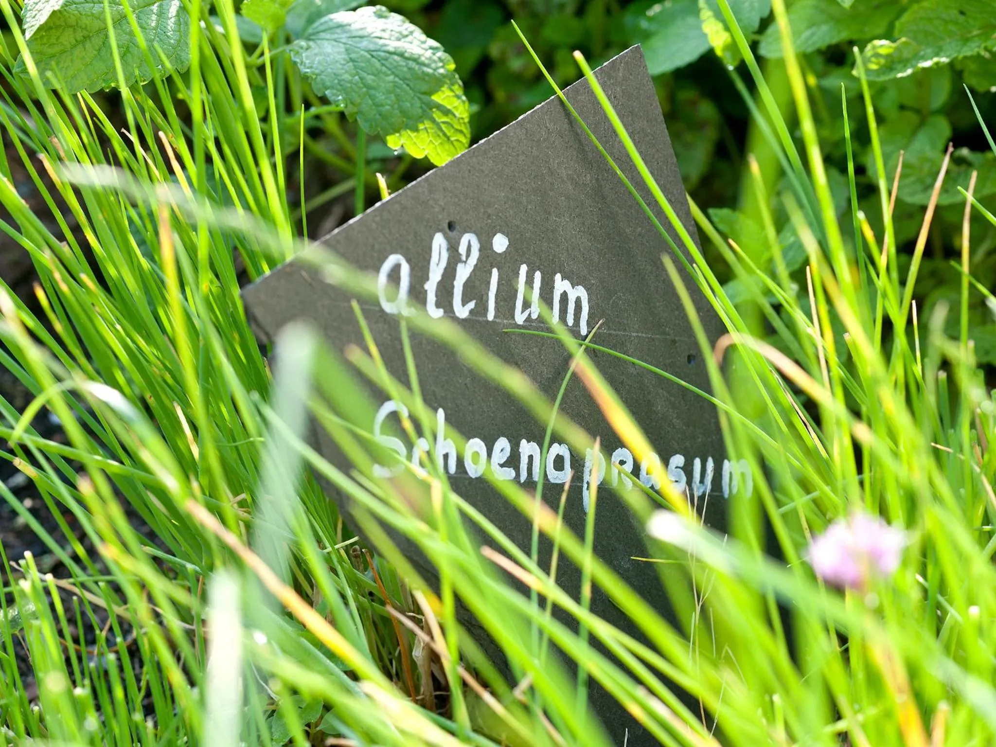 Food and drinks in Hotel Sonne