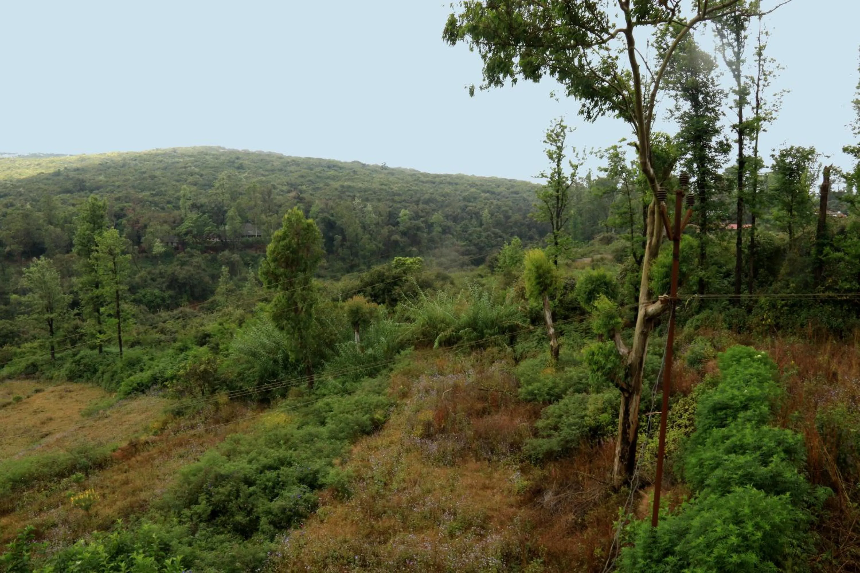 View (from property/room) in Forest Inn