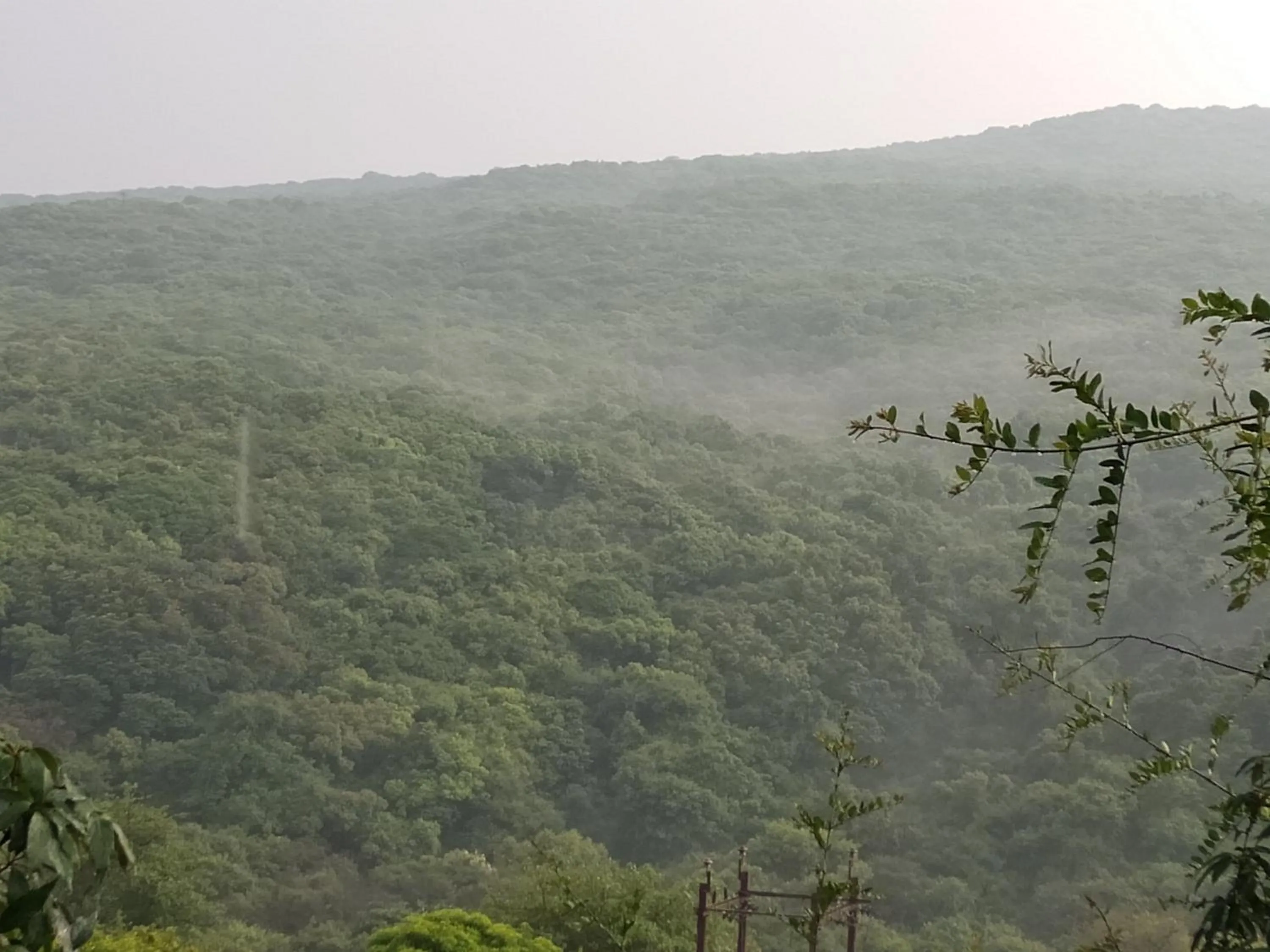 View (from property/room) in Forest Inn