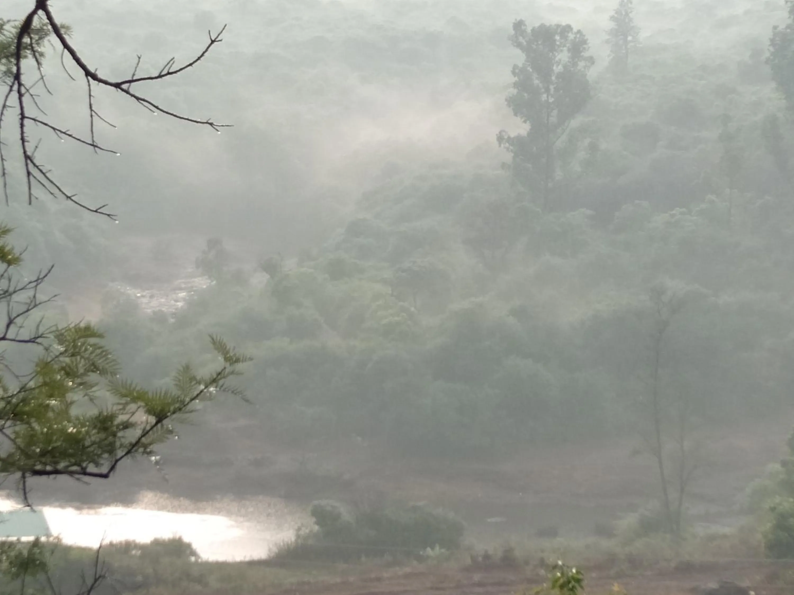 View (from property/room) in Forest Inn
