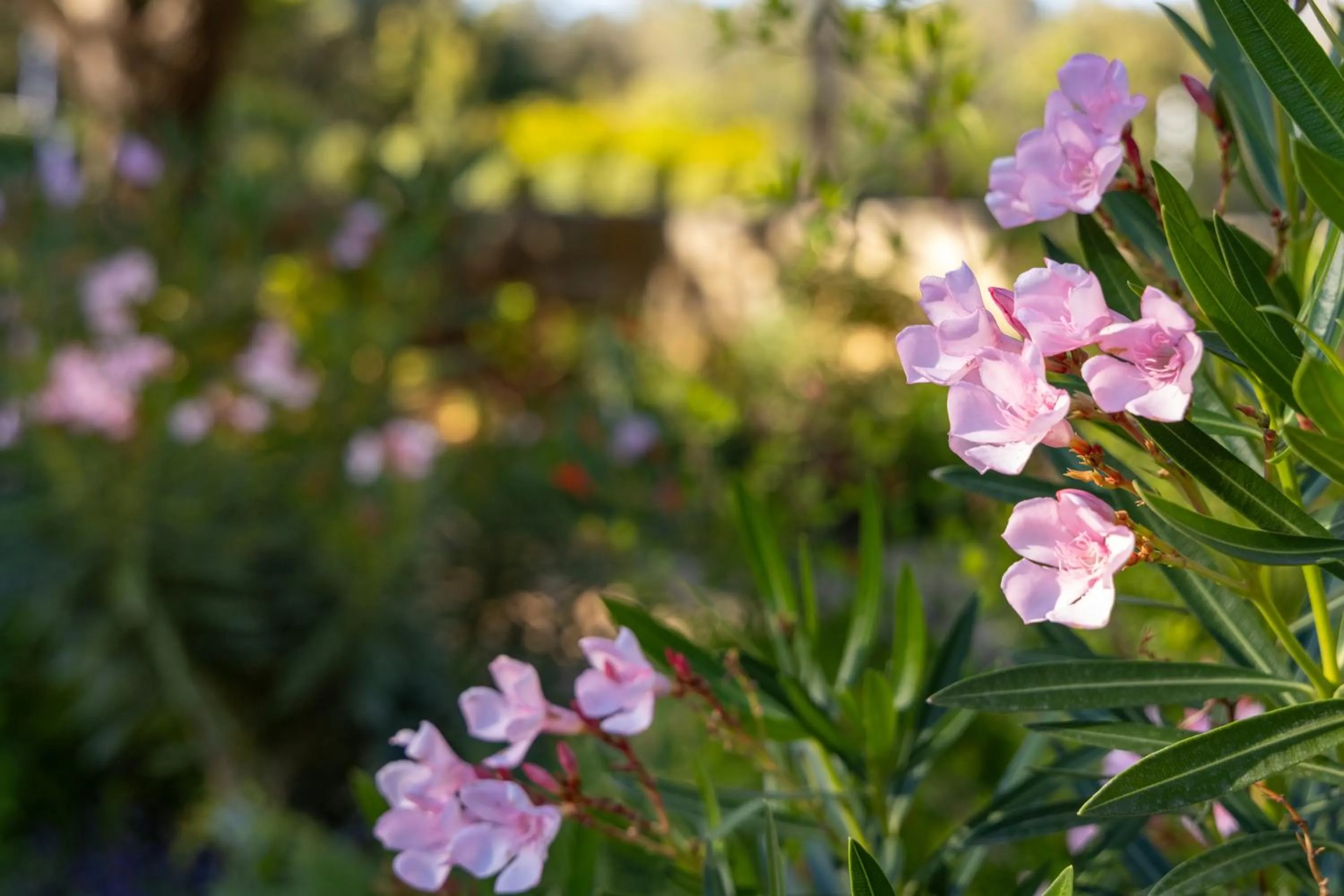 Garden in Hyatt Vacation Club at Wild Oak Ranch