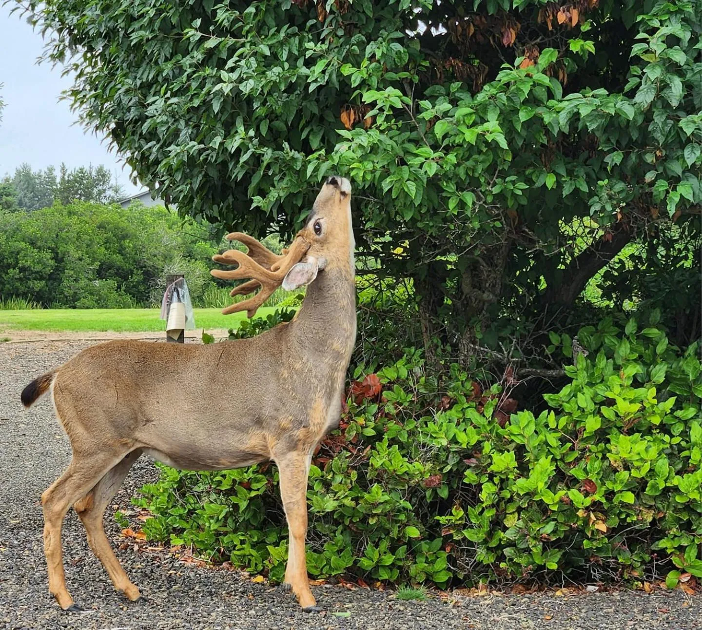 Animals in Canterbury Inn