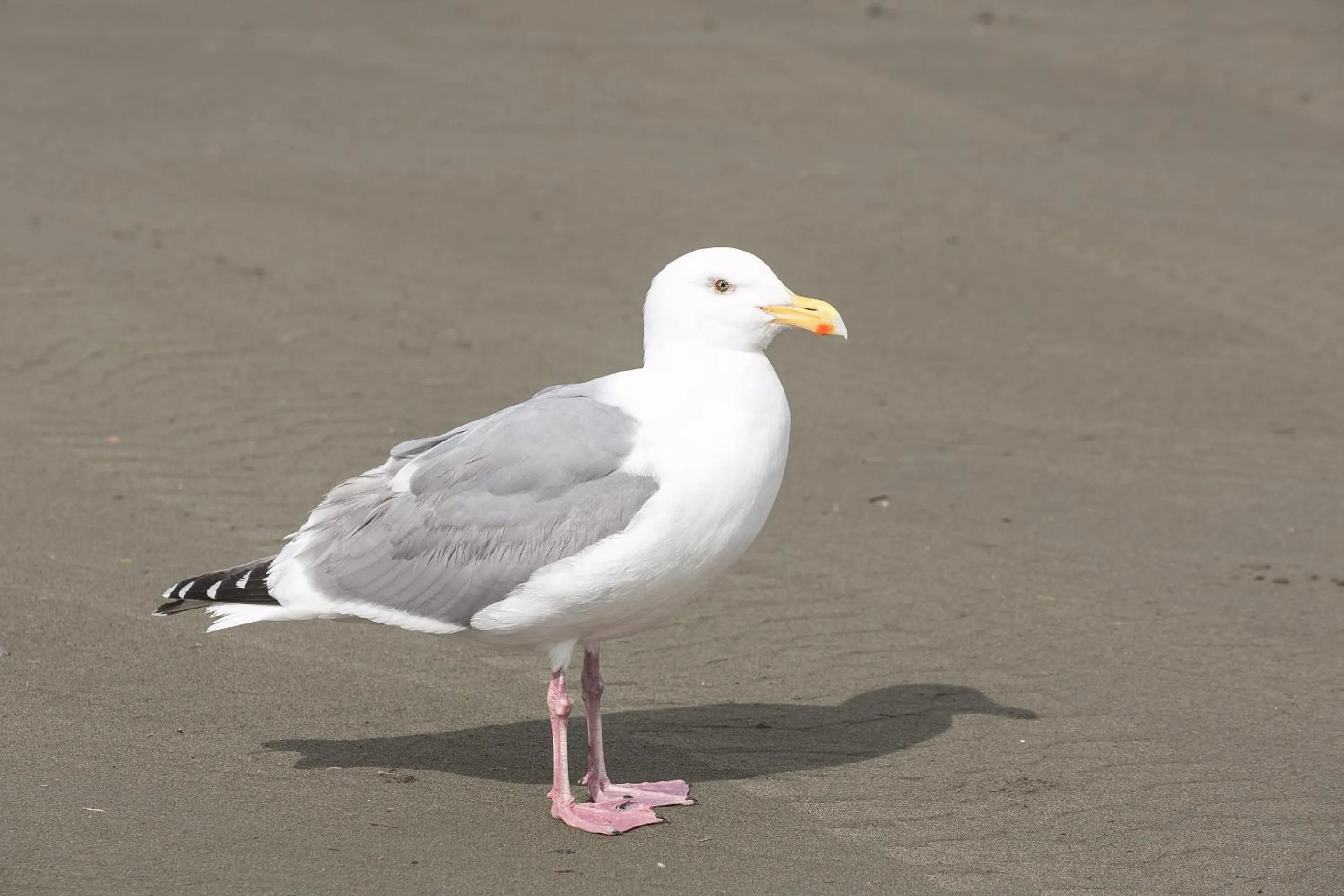 Beach in Canterbury Inn