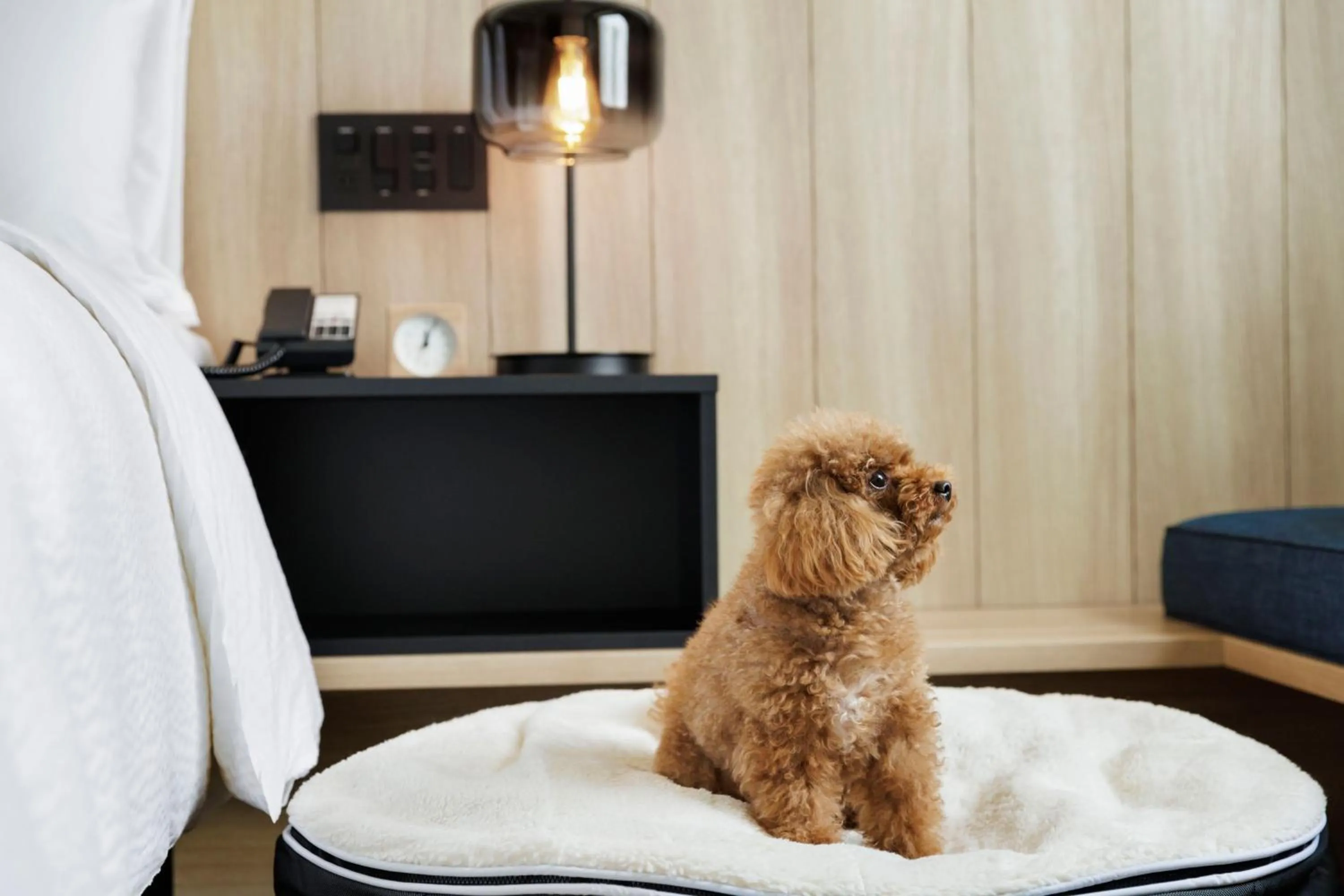 Photo of the whole room in Fairfield by Marriott Kyoto Minamiyamashiro