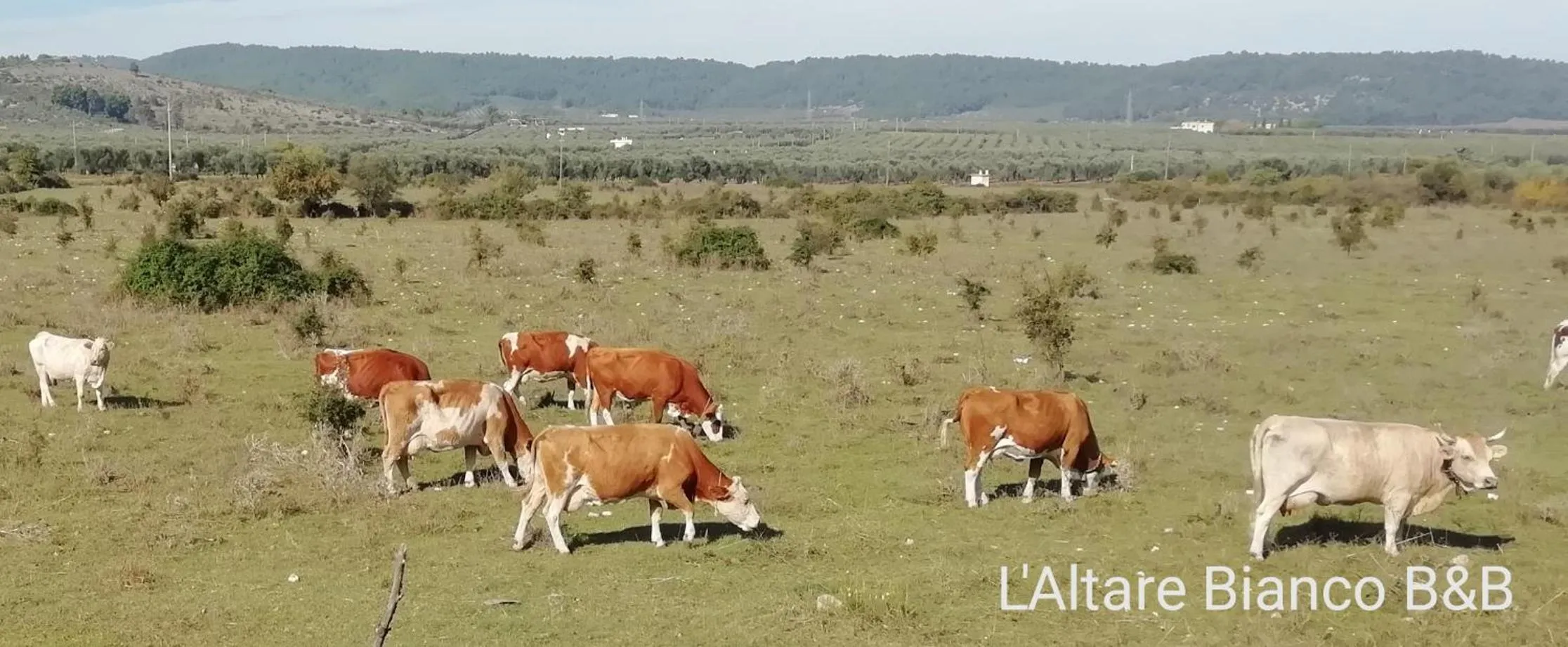 Natural landscape in B&B L'Altare Bianco