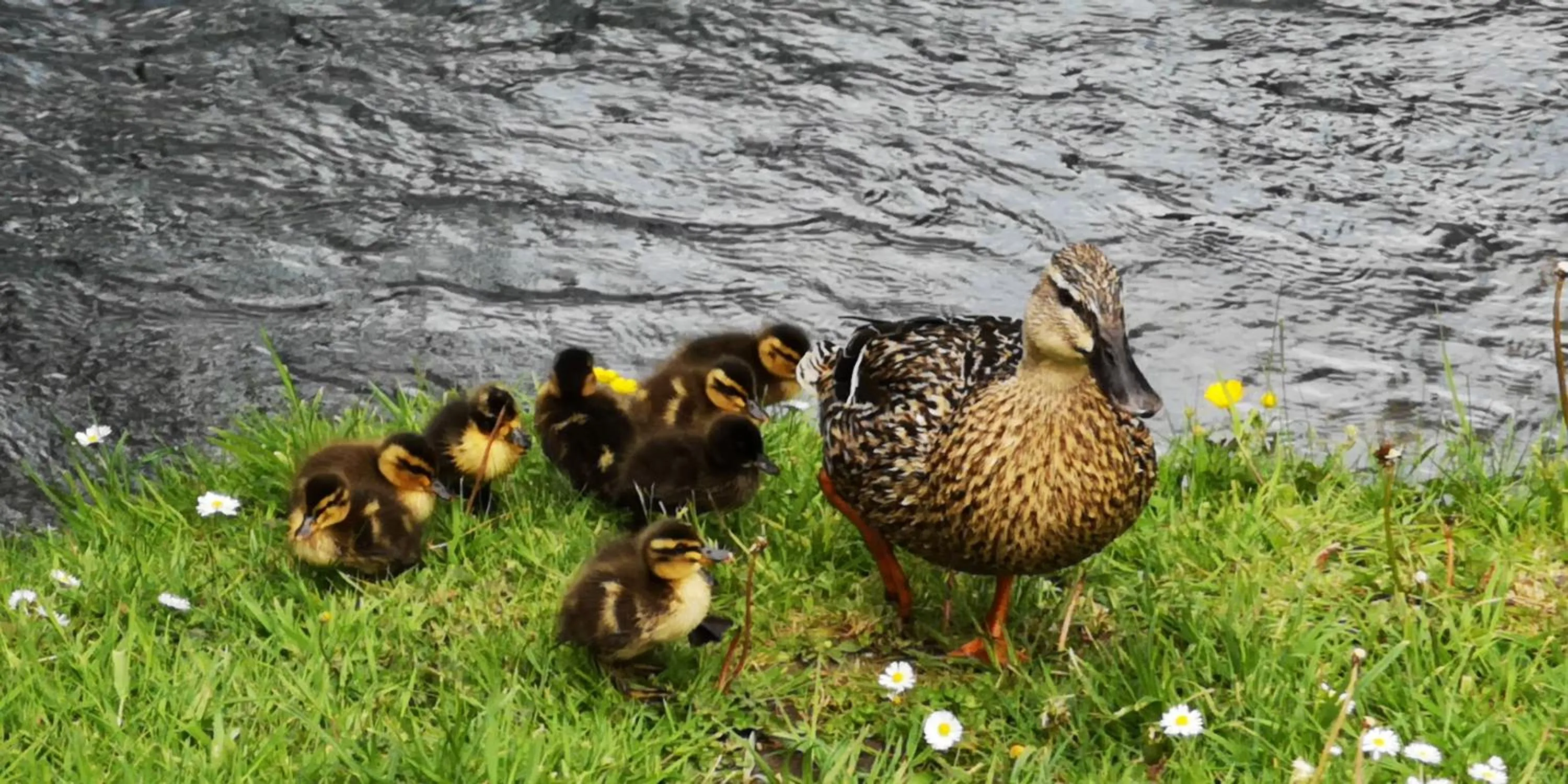 Pets in La Cour du Puits, chambre Colyn