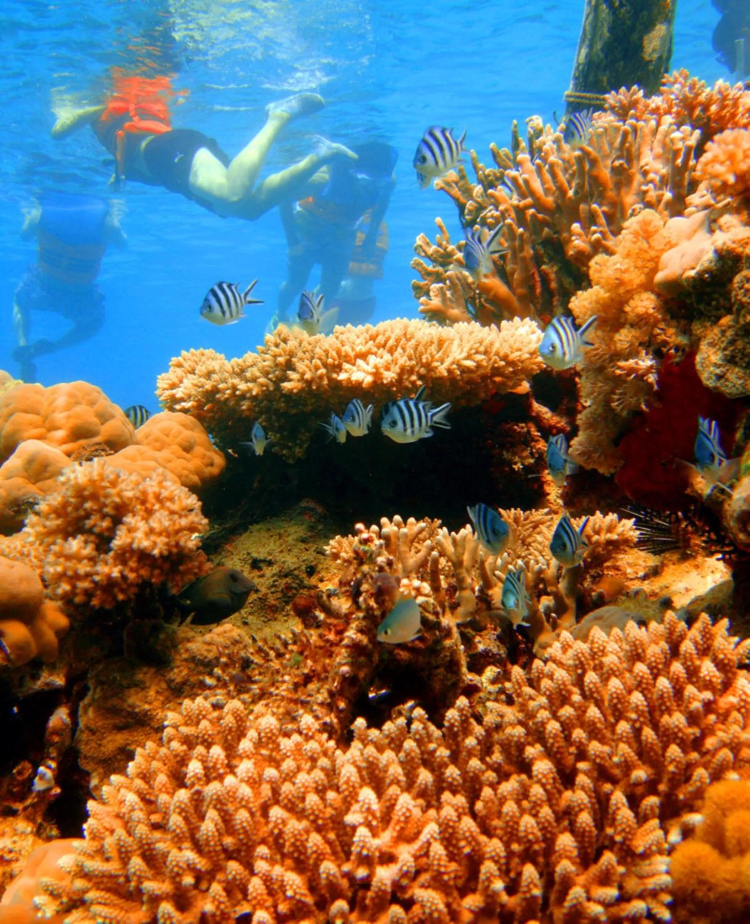 Area and facilities in Club Tara Island Resort