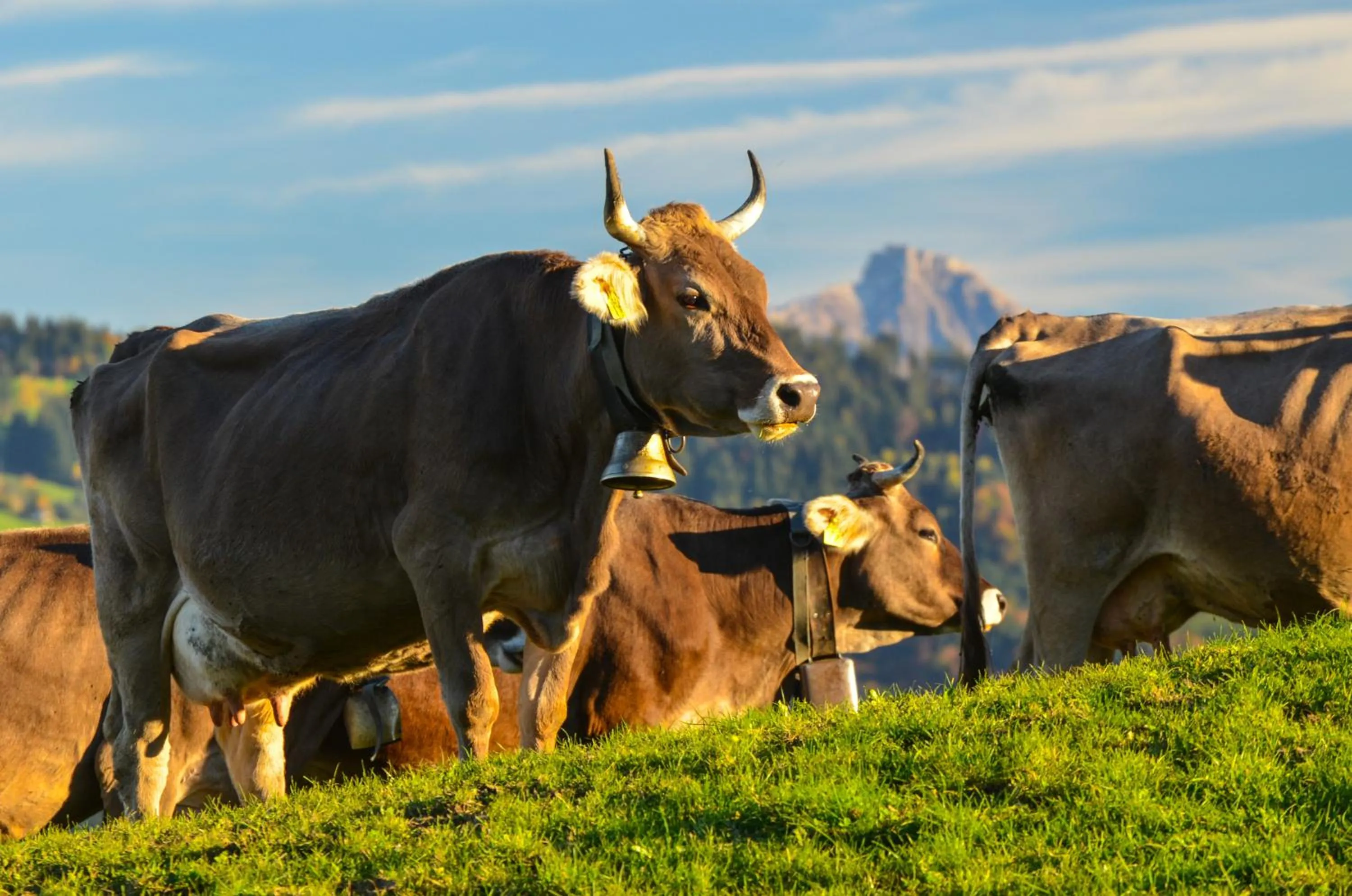 Natural landscape in Hotel Allgäu Garni