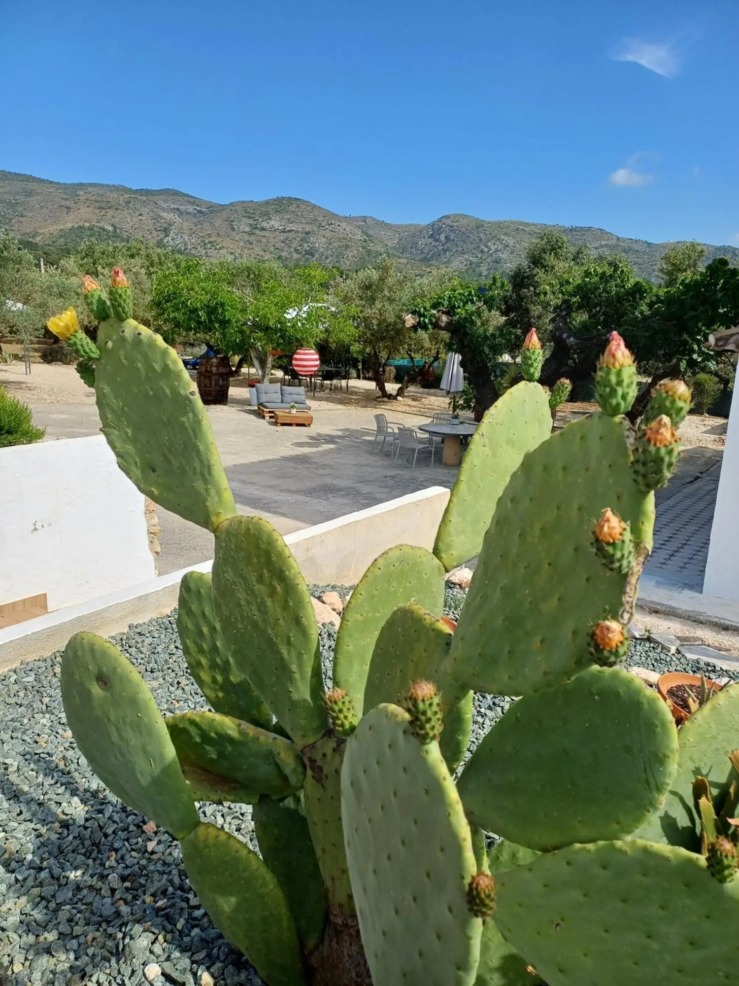 Garden in B&B Casa Vitalidad