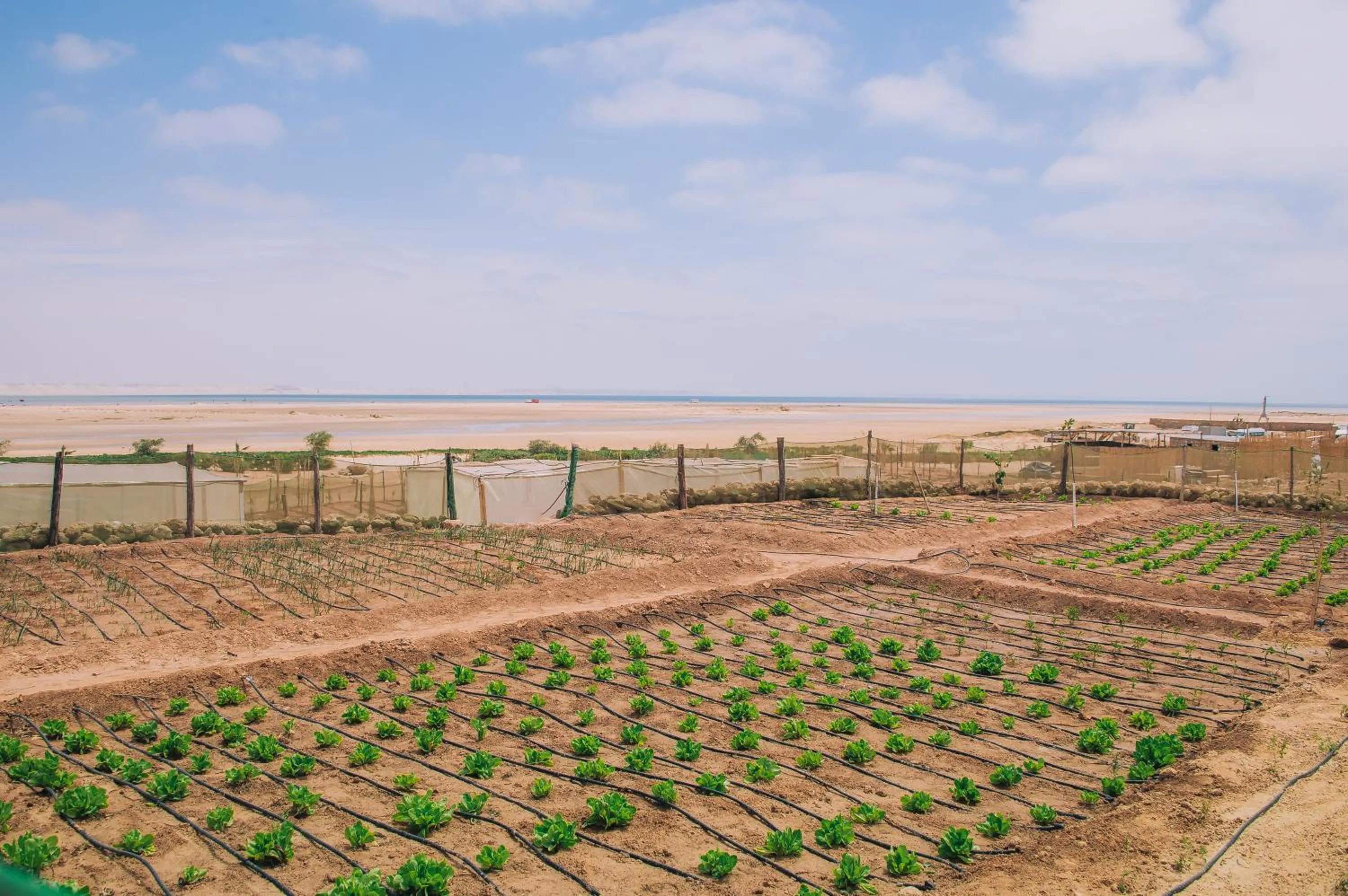 Garden in Dakhla Attitude