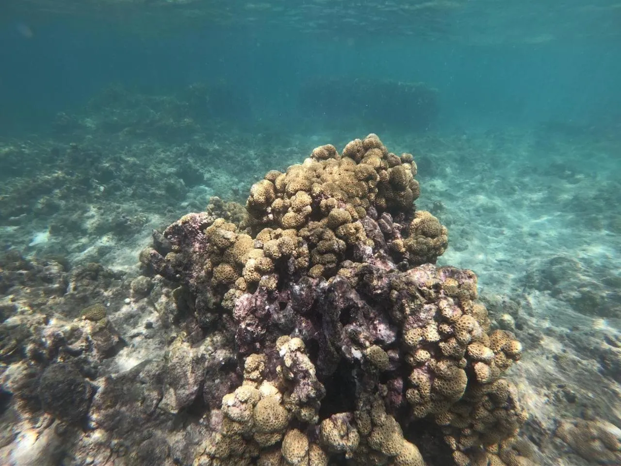 Natural landscape in Hotel Isla Del Pirata