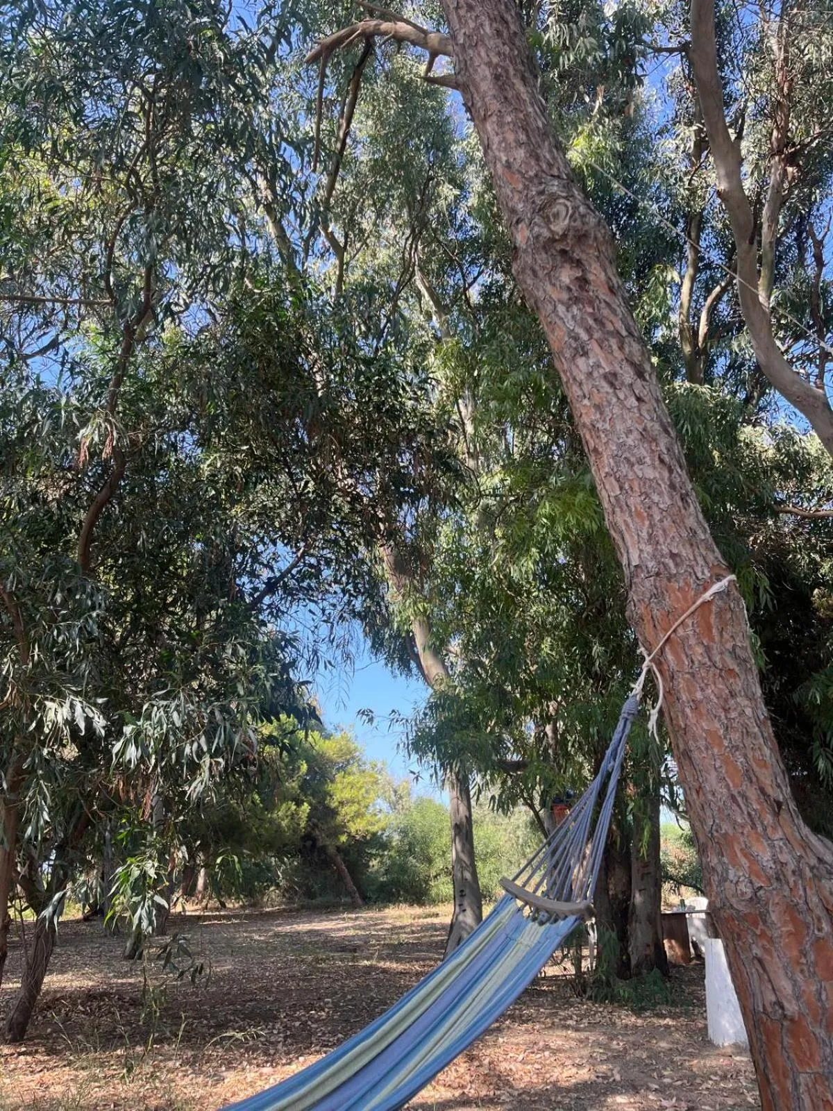 Spring in Mg Palace Hotel Costa del Sole