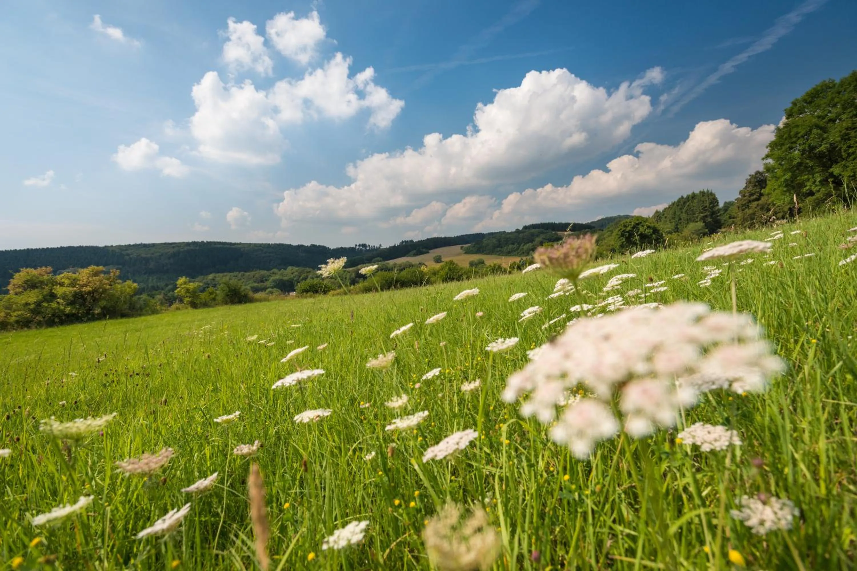 Area and facilities in Brauers Landarthotel GmbH