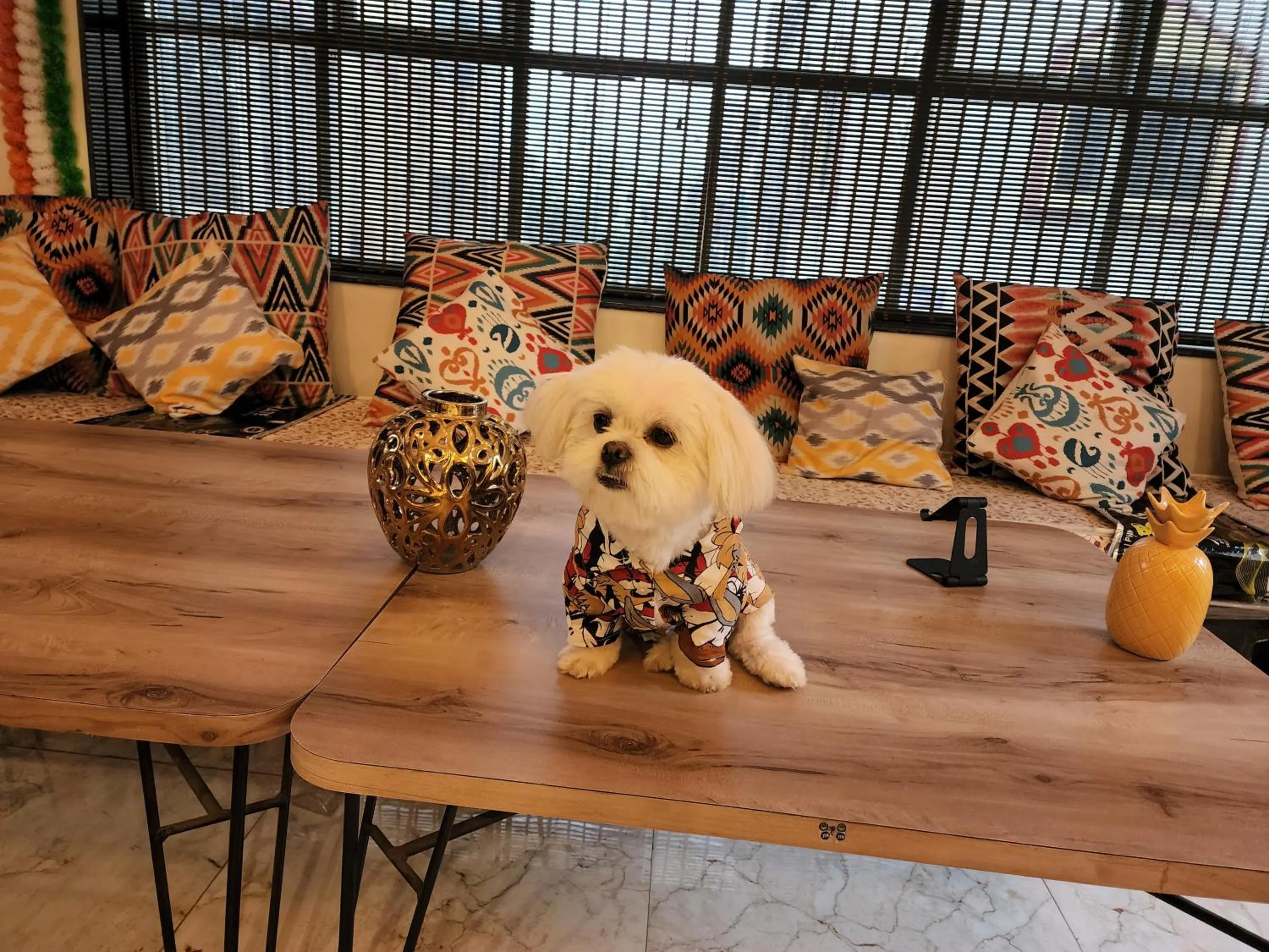 Pets in Coliwo Un - Viman Nagar