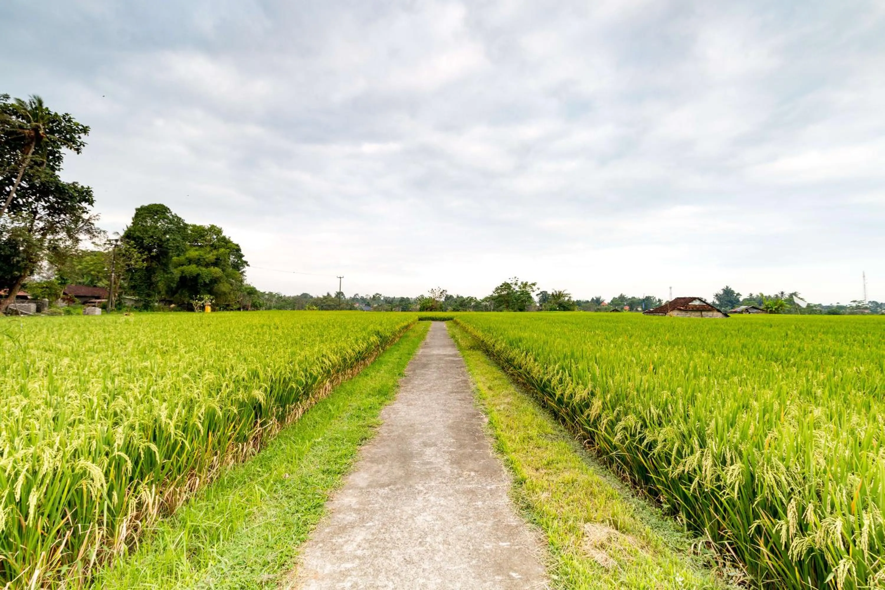 Natural landscape in Umasari Rice Terrace Villa by AGATA