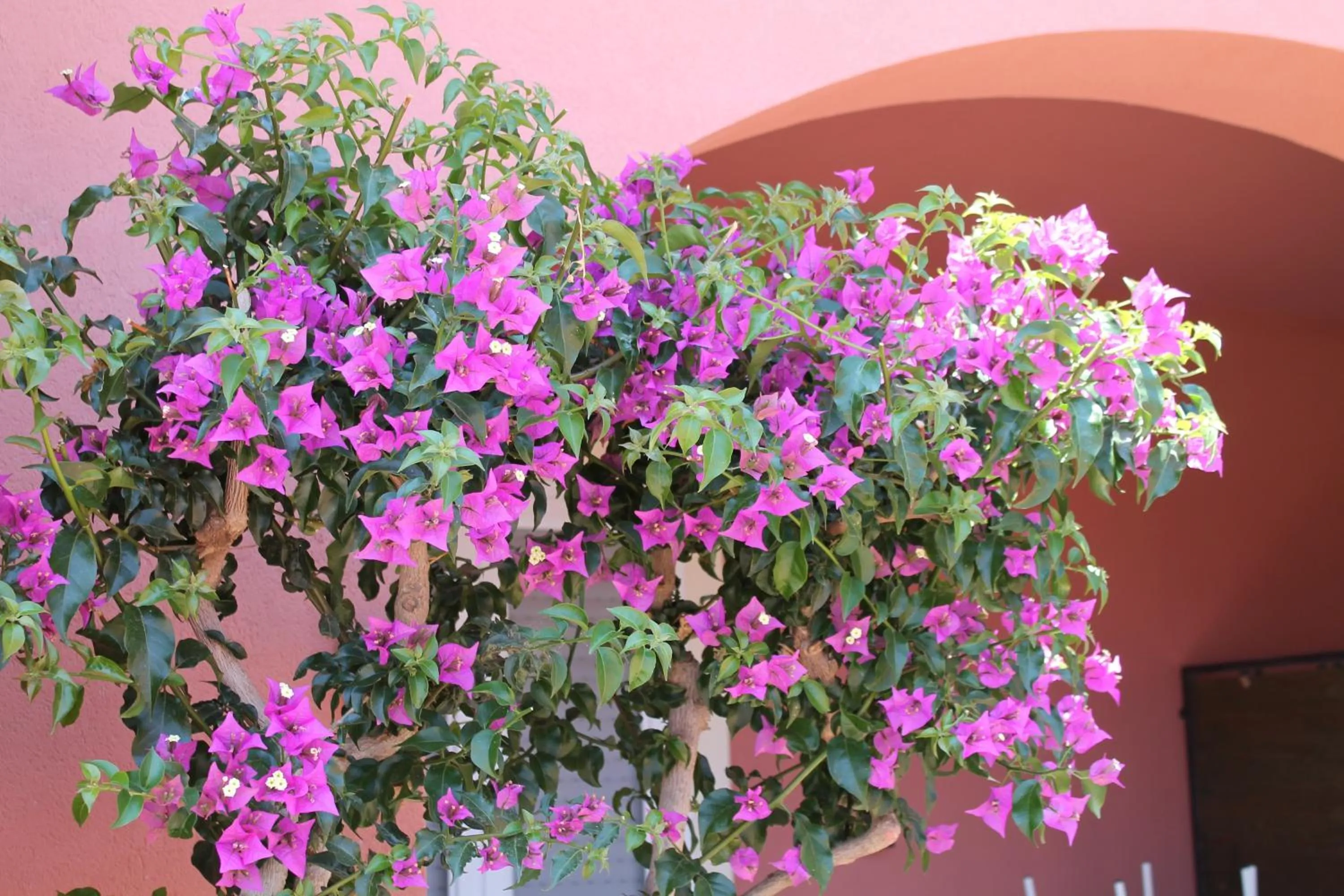 Day in Le Dune Residence