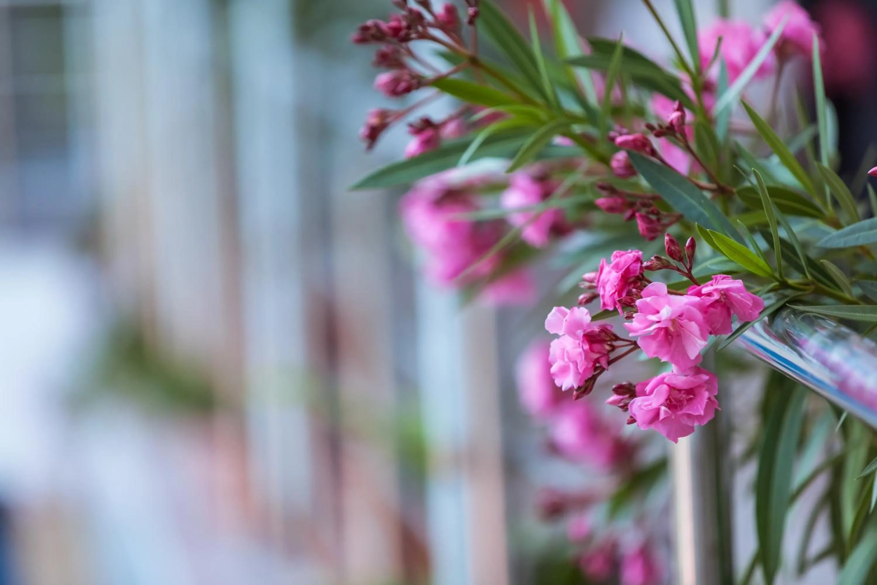 Balcony/Terrace in Hotel Termal