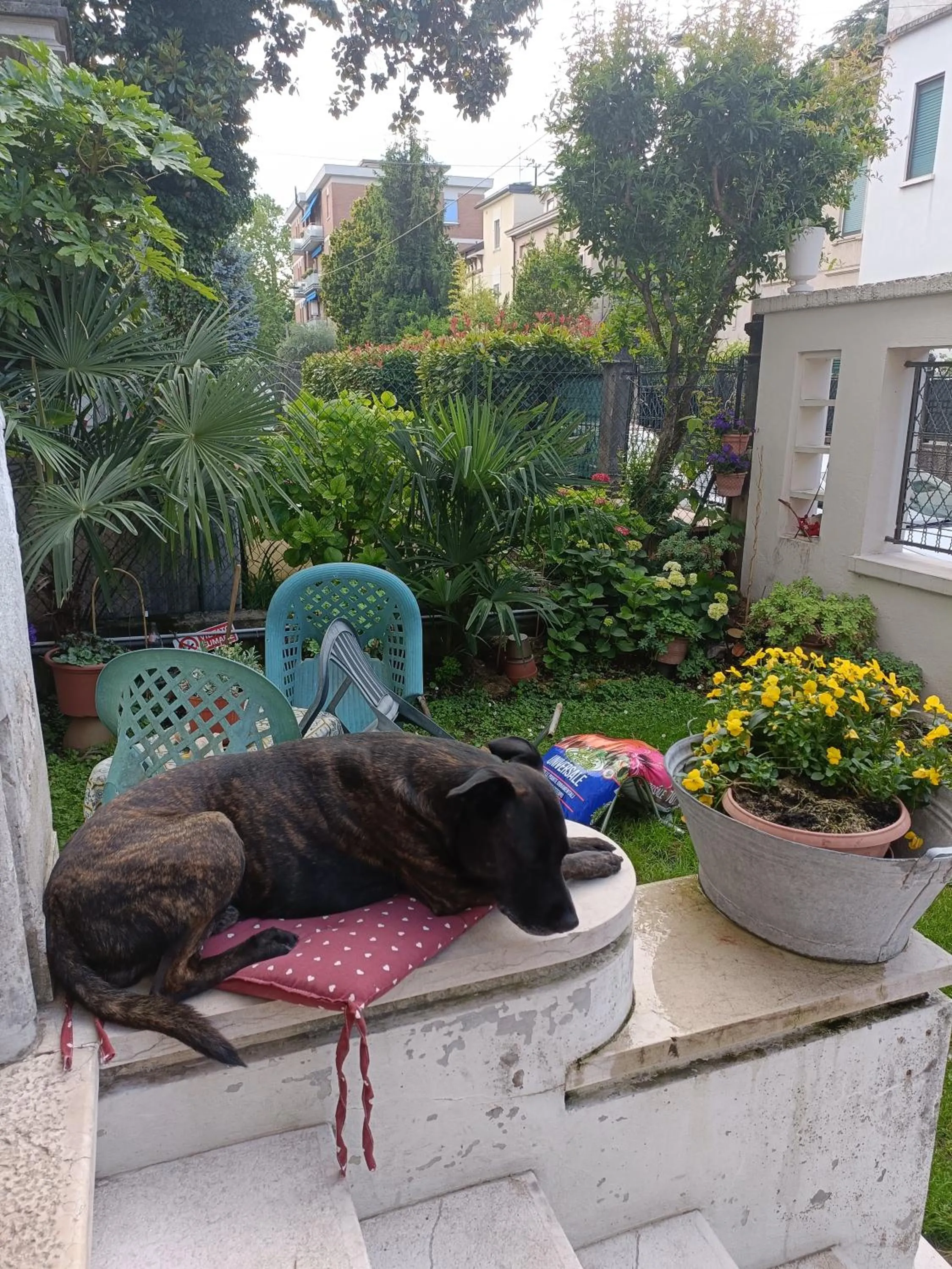 Property building, Pets in B&B Mavipagi