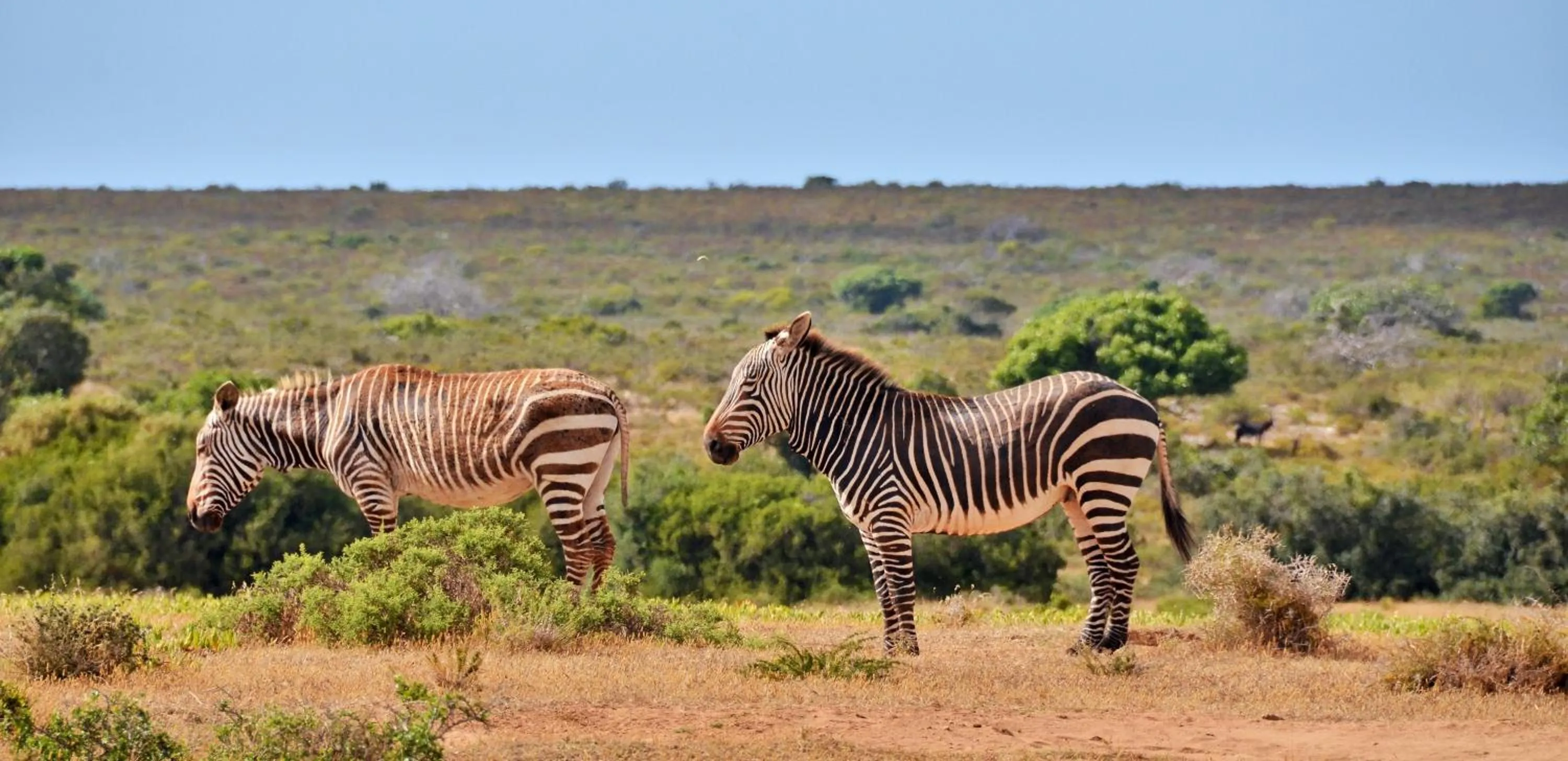 Animals in De Hoop Collection - Equipped Cottages