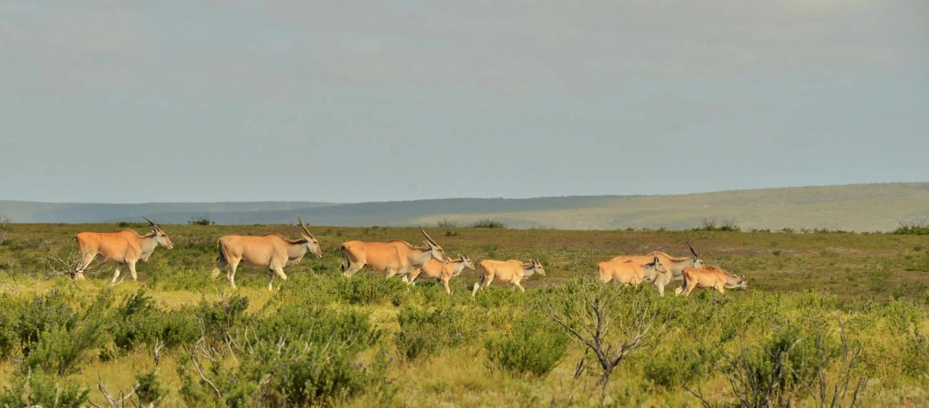 Animals in De Hoop Collection - Equipped Cottages