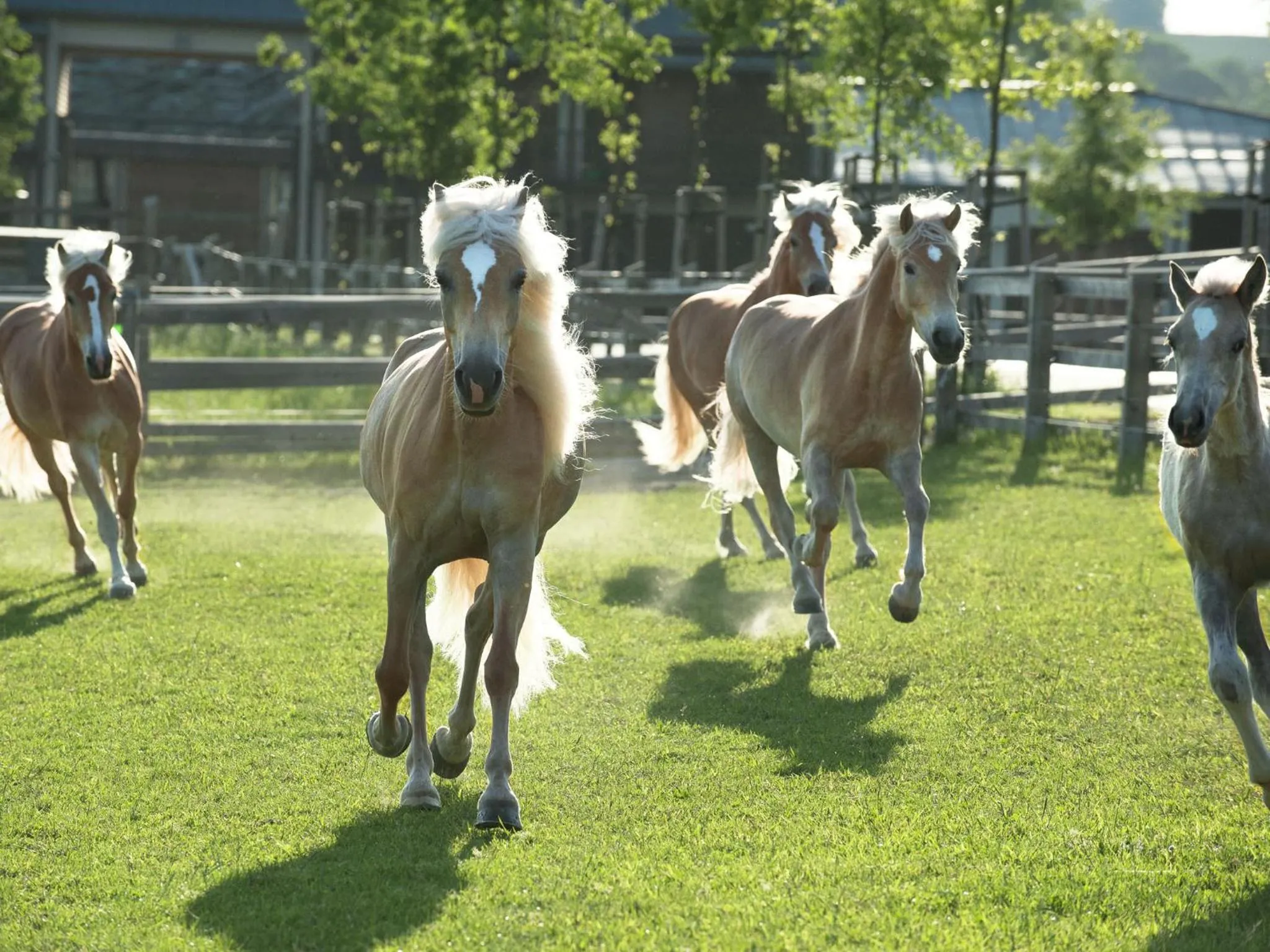 Animals in Resort Čapí Hnízdo