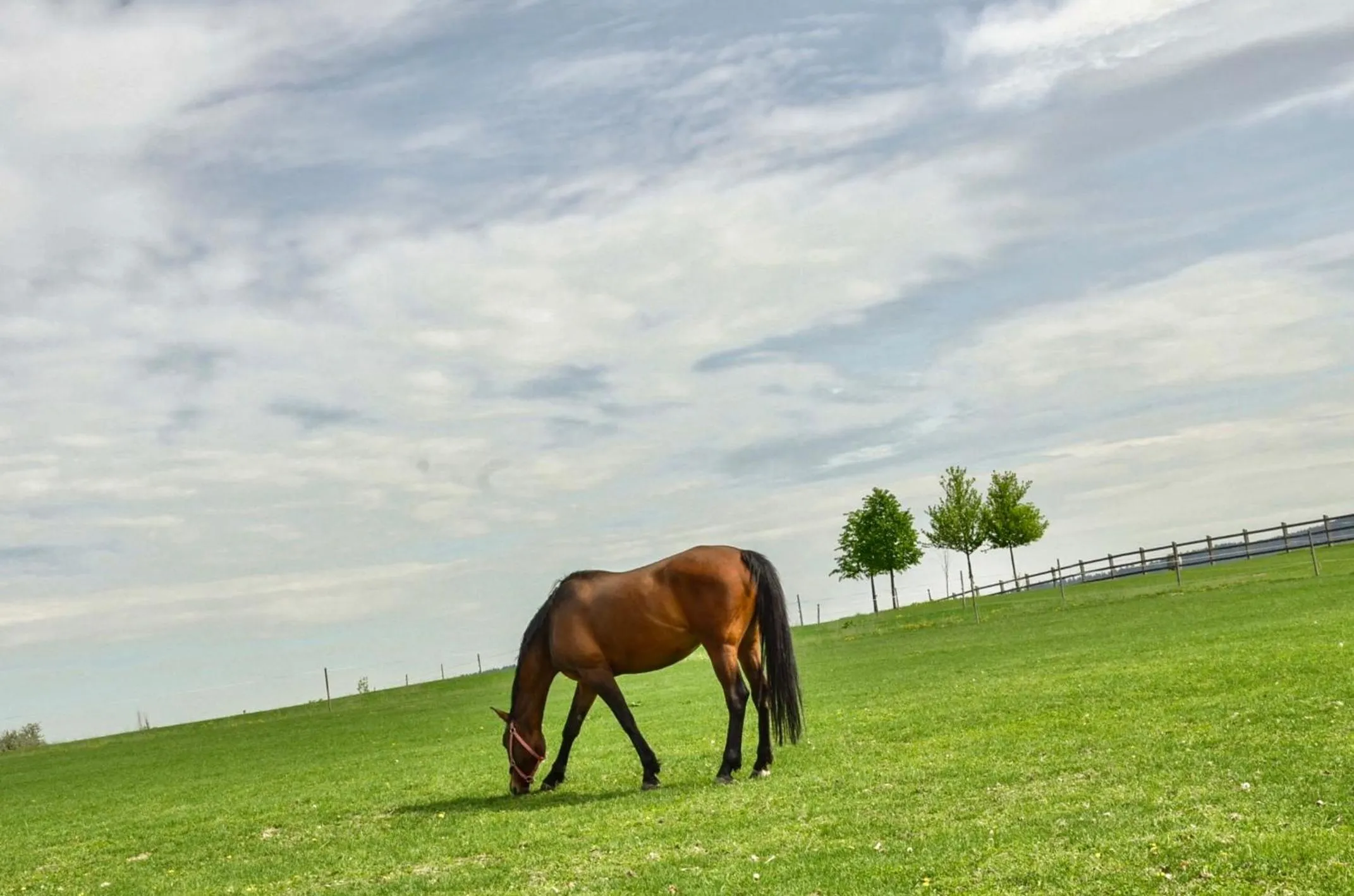 Horse-riding in Resort Čapí Hnízdo