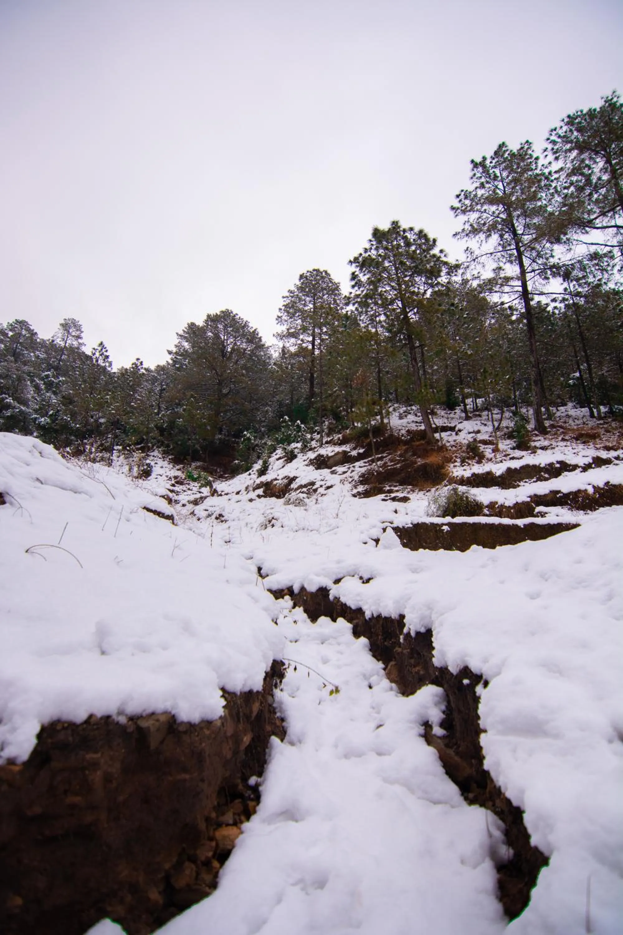 Natural landscape in THEHIMALAYANLIVING WHISTLING PINES