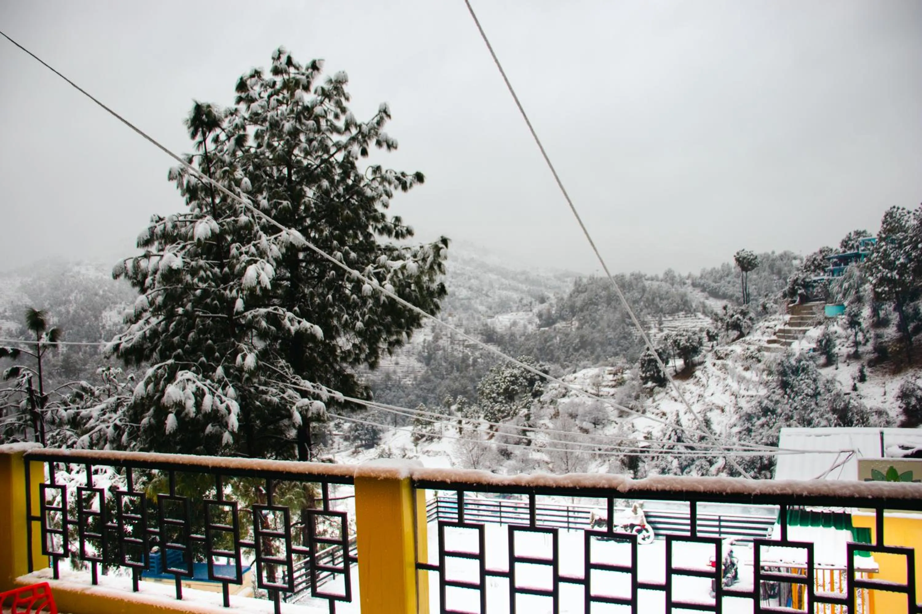 Winter in THEHIMALAYANLIVING WHISTLING PINES