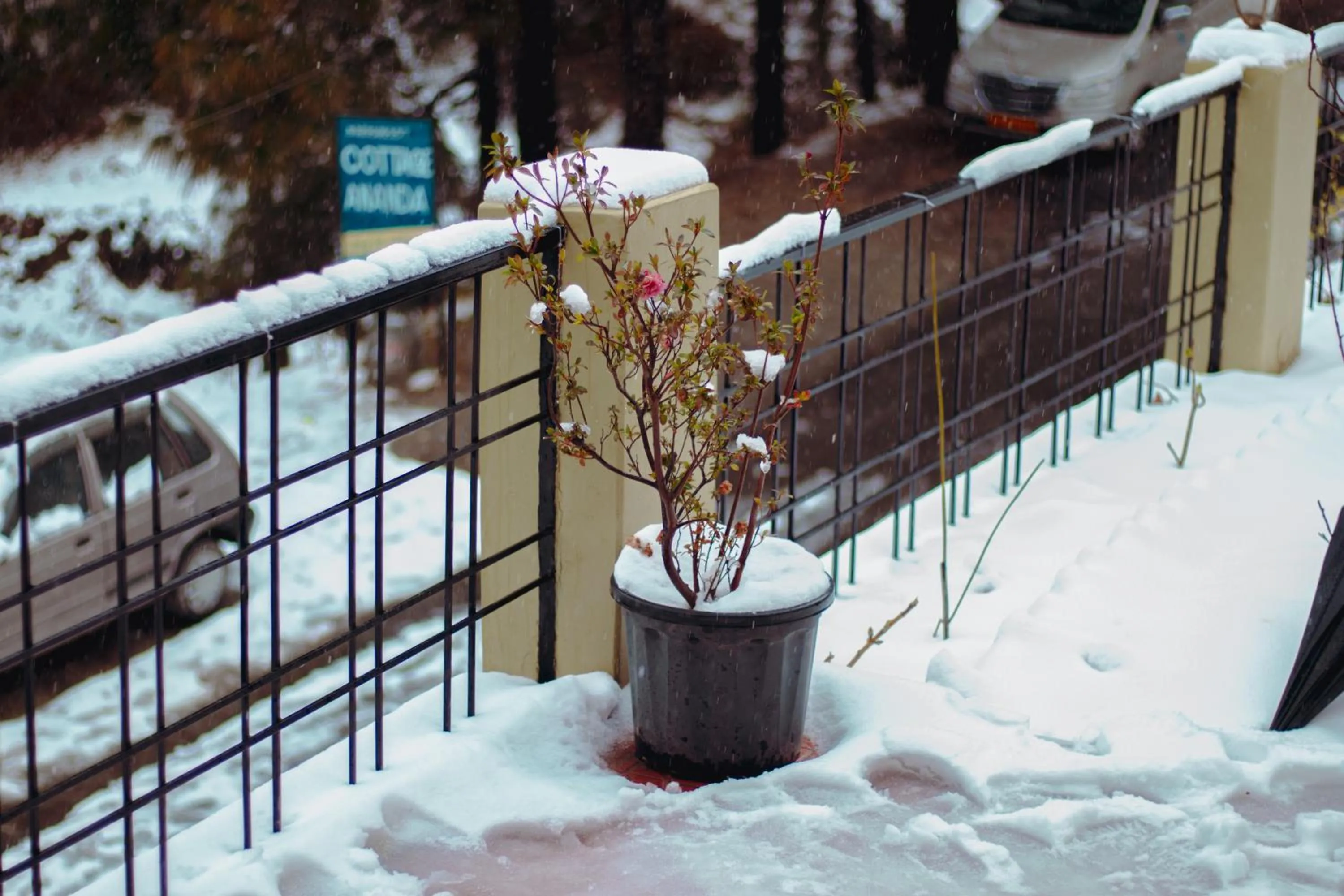 Winter in THEHIMALAYANLIVING WHISTLING PINES