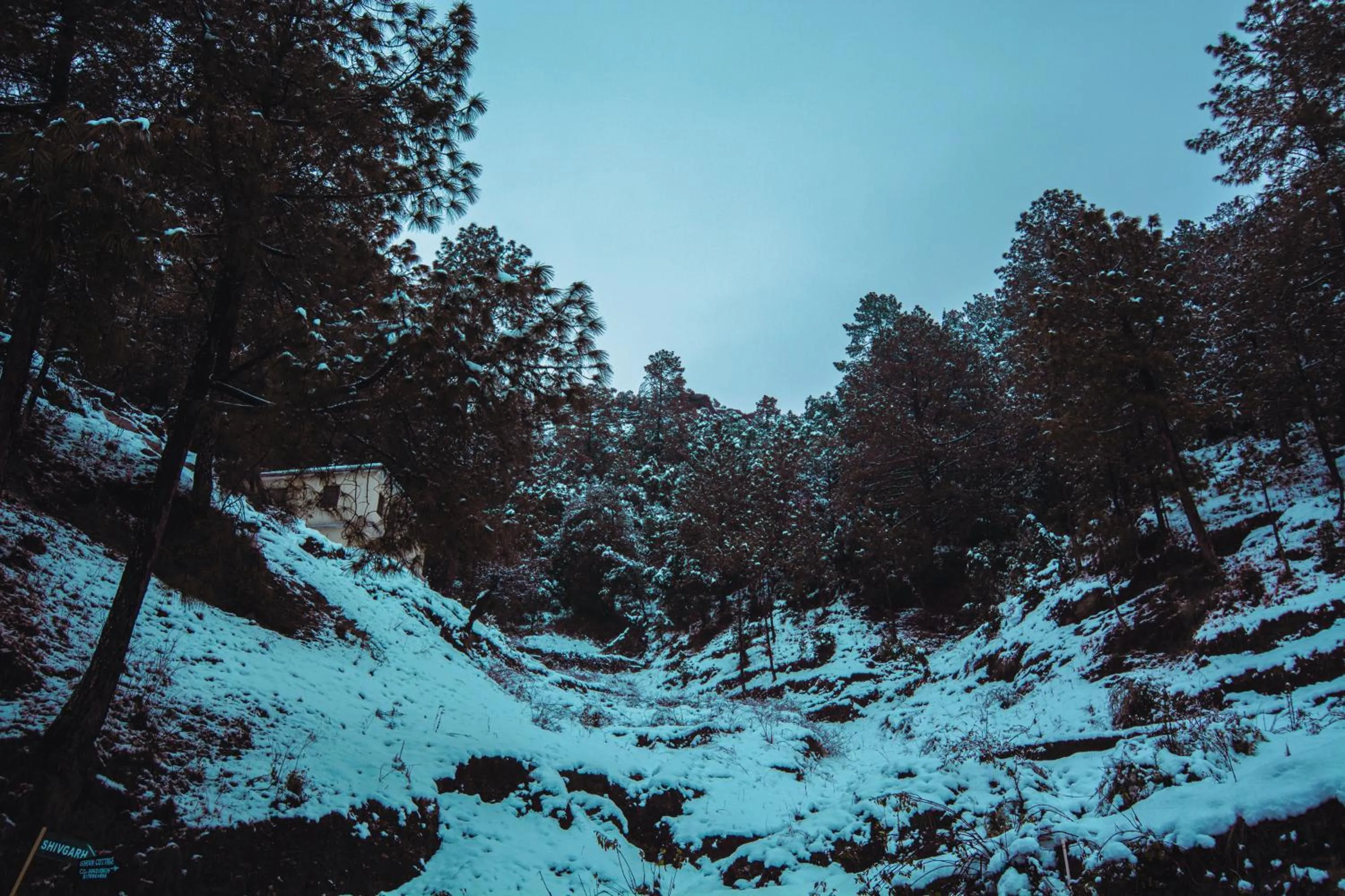 Natural landscape in THEHIMALAYANLIVING WHISTLING PINES