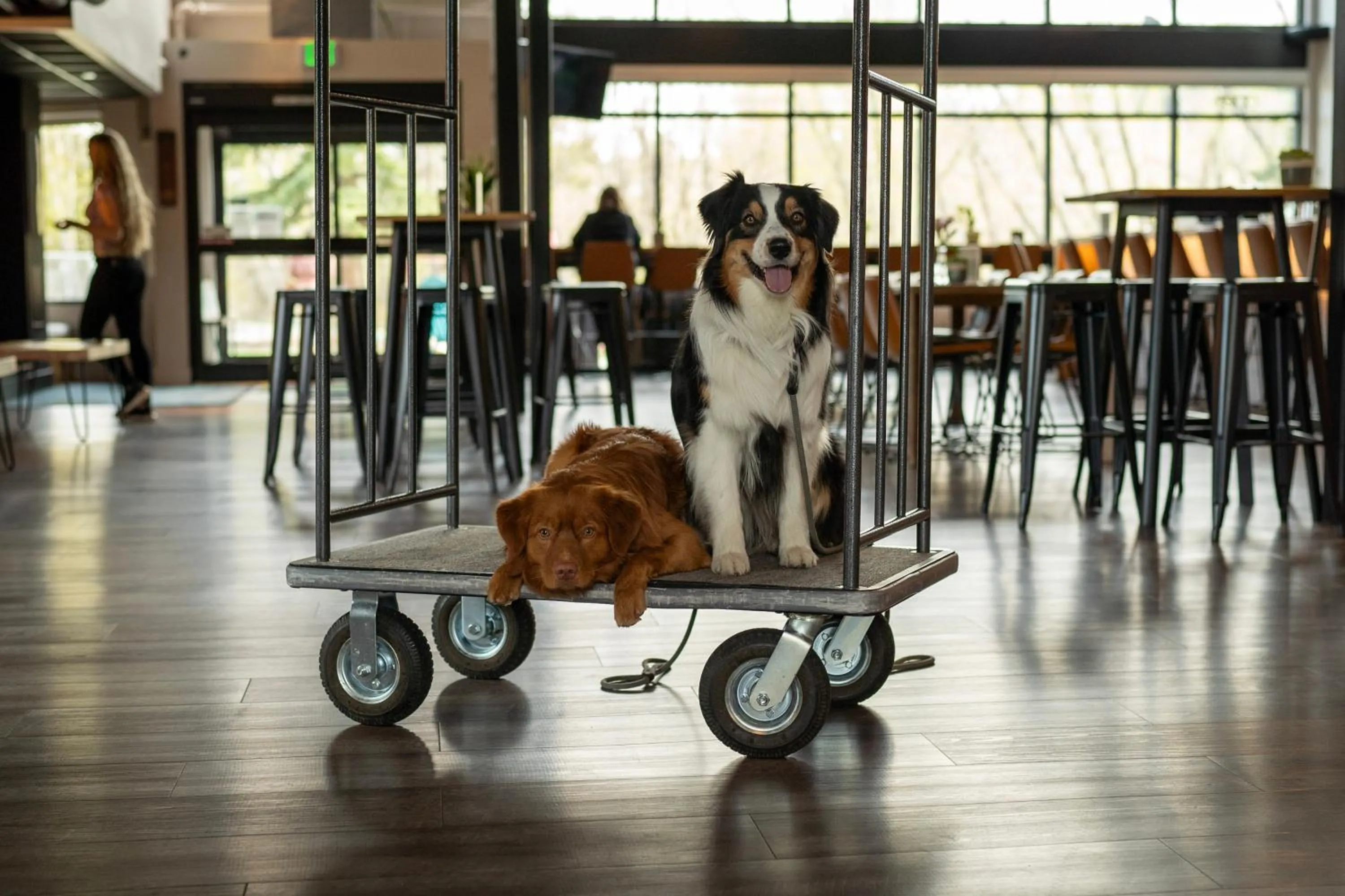 Pets in The Block Hotel & Commons