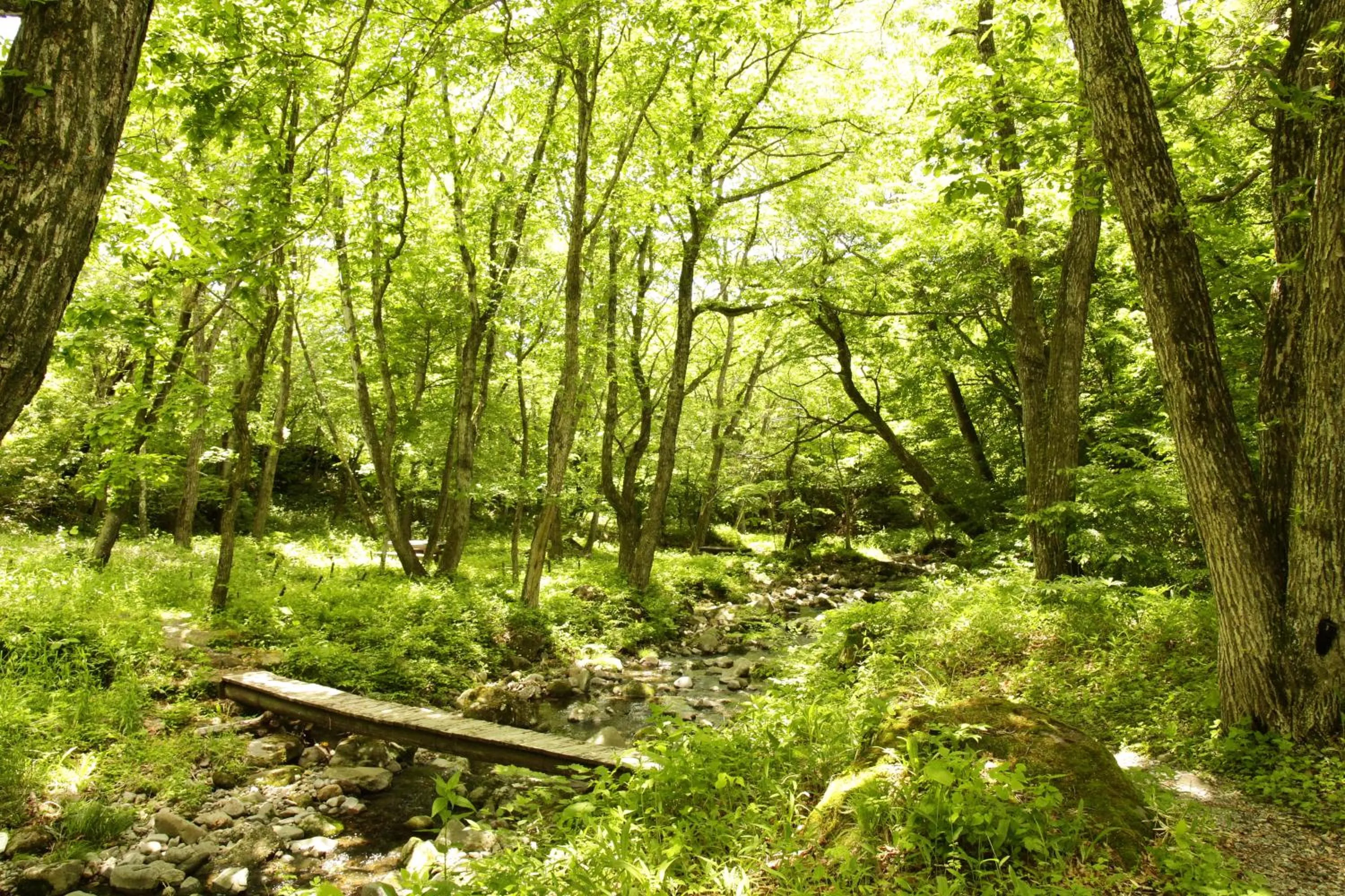 Off site in Yatsugatake Grace Hotel