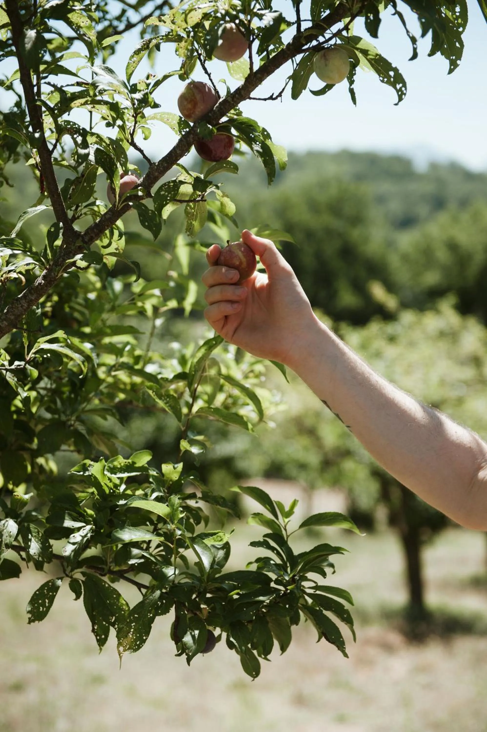 Spring in RELAIS COLLE BUONO