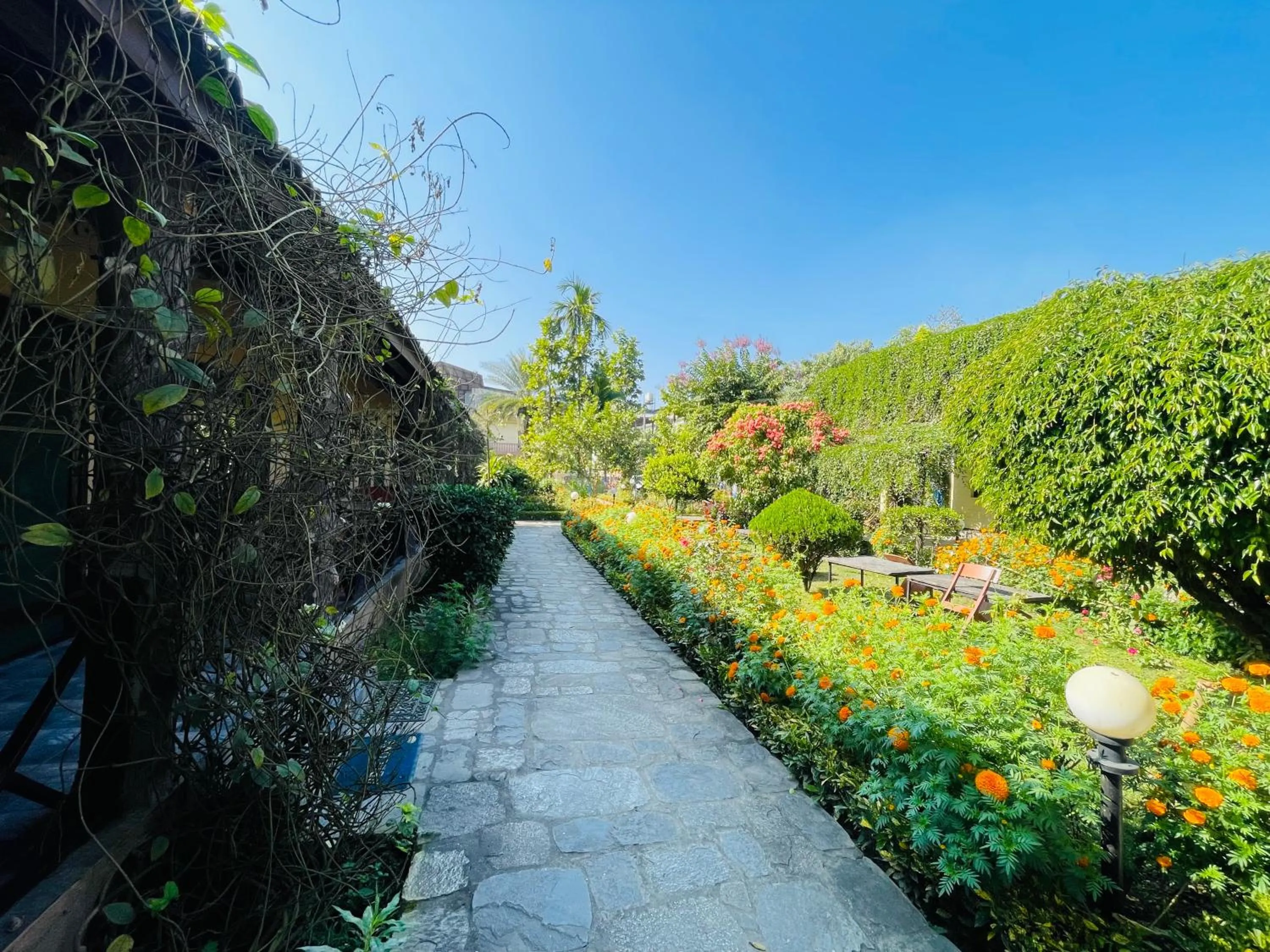 Spring in Travellers Jungle Camp-Sauraha