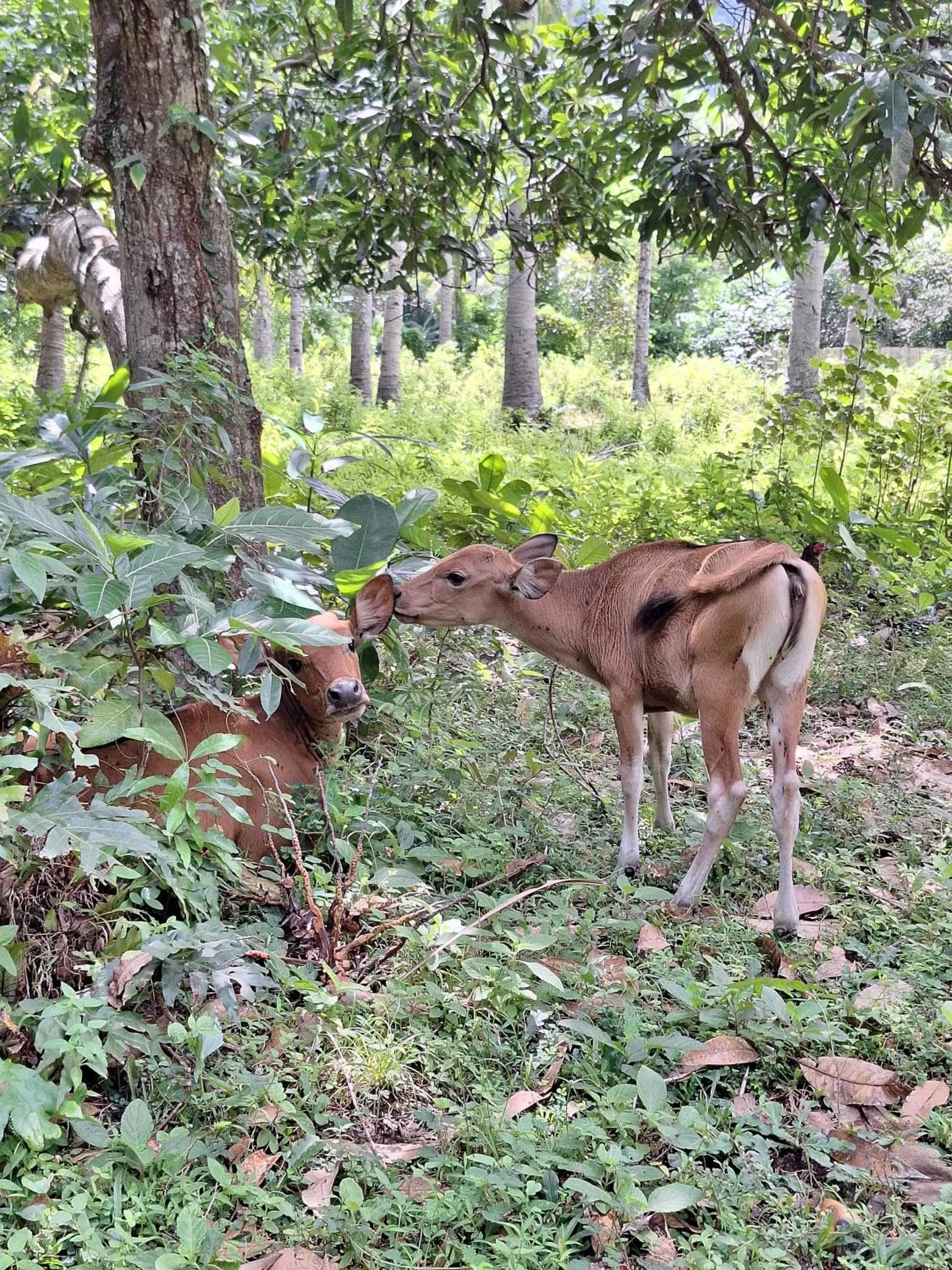 Cottage with Garden View in Lendang Eco Lodge Cottage with Garden View in Lendang Eco Lodge