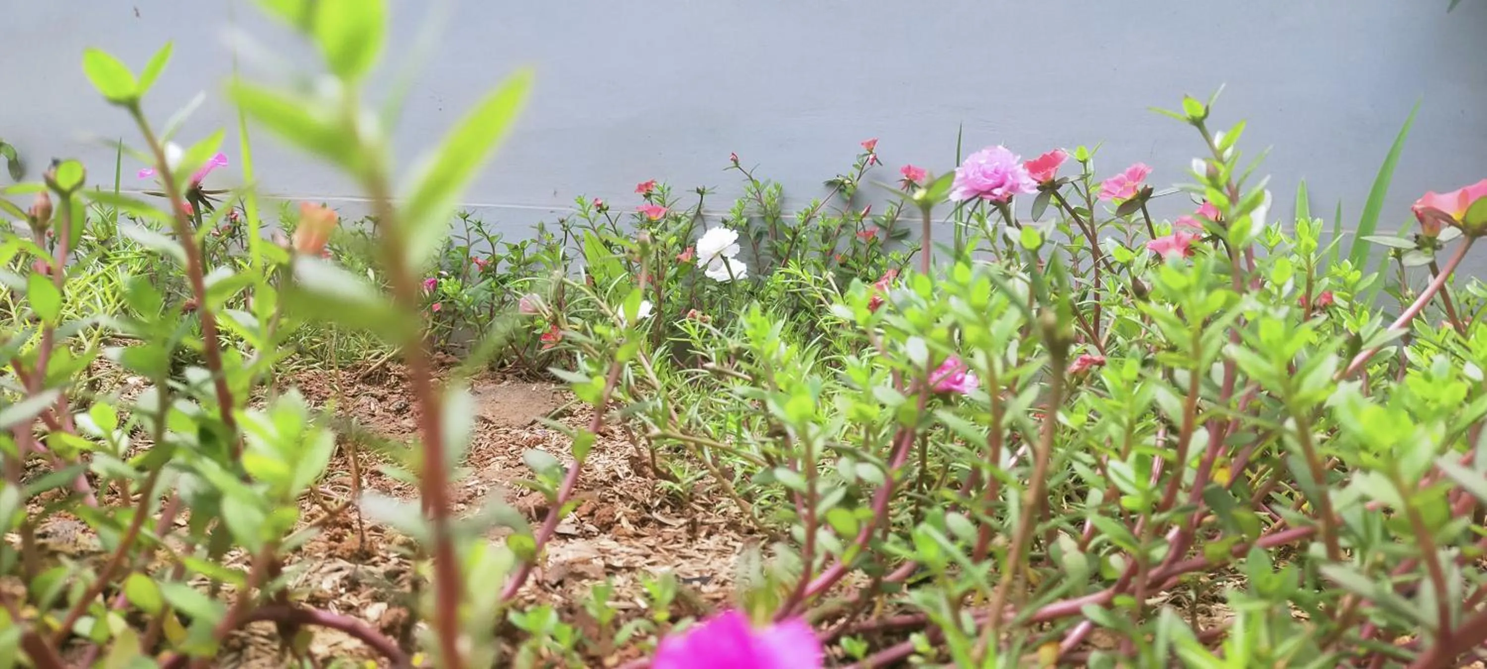 Garden view in Aqsa Guest House Ciamis Syariah