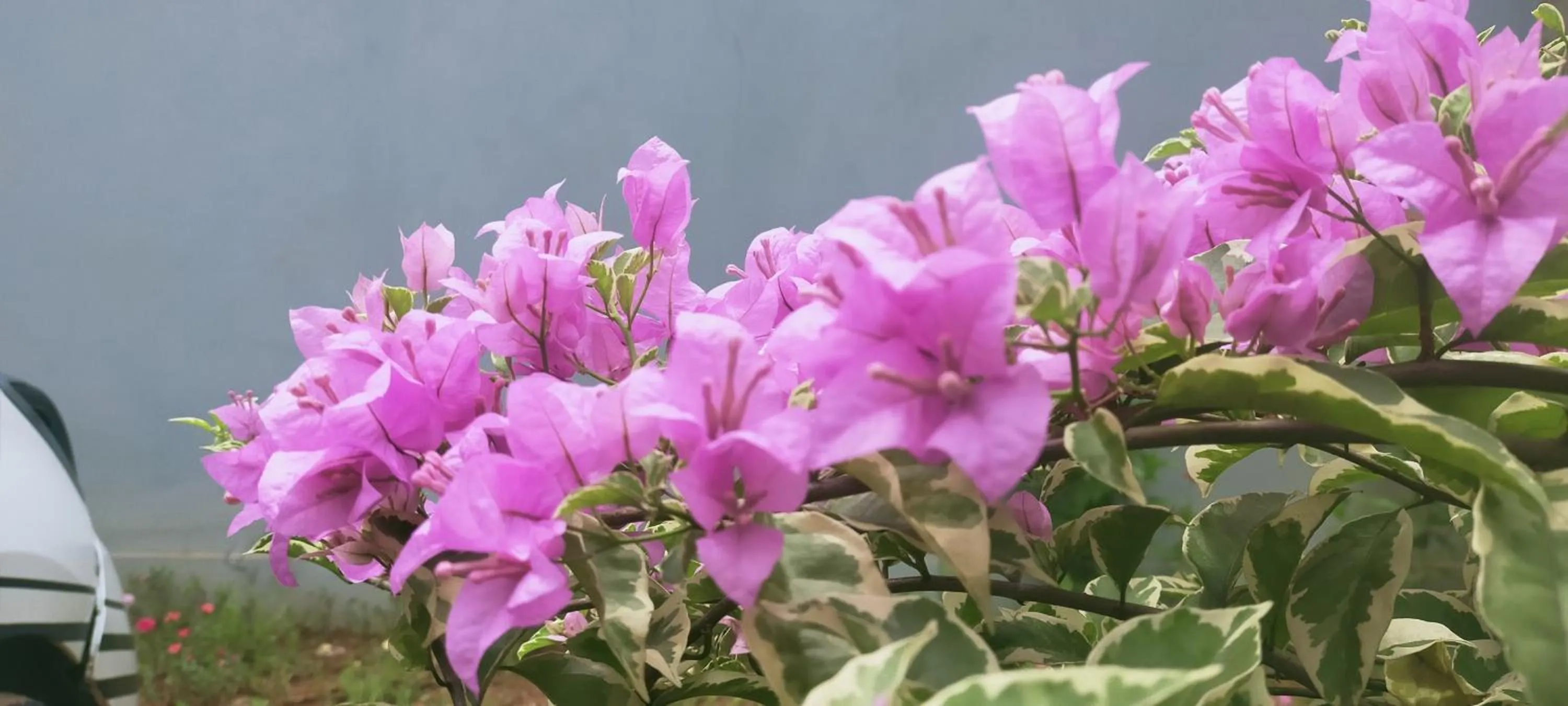 Garden view in Aqsa Guest House Ciamis Syariah