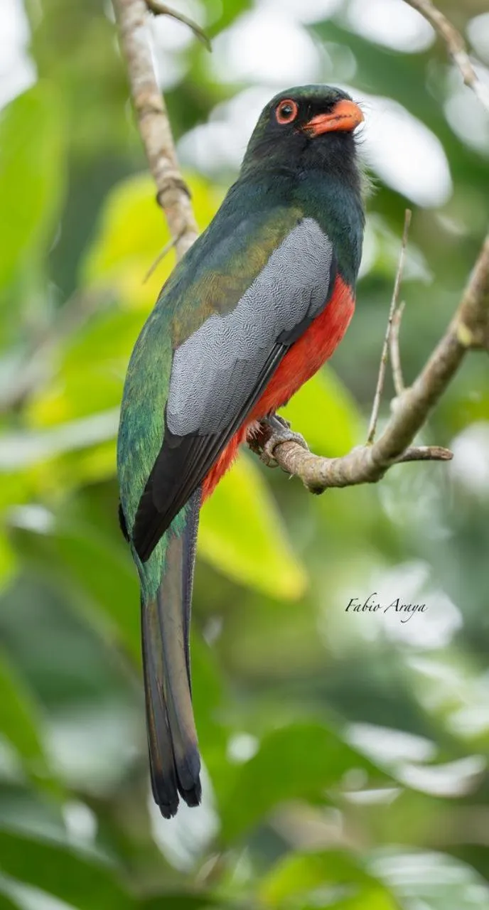 Birds & Breakfast Costa Rica