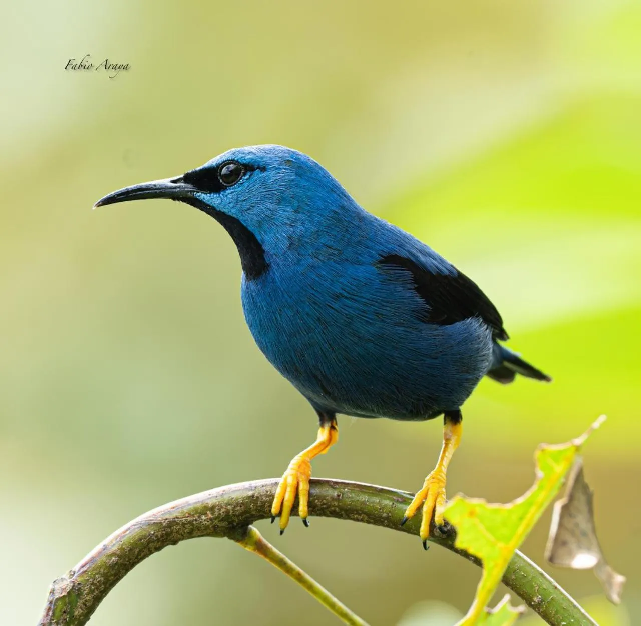 Birds & Breakfast Costa Rica