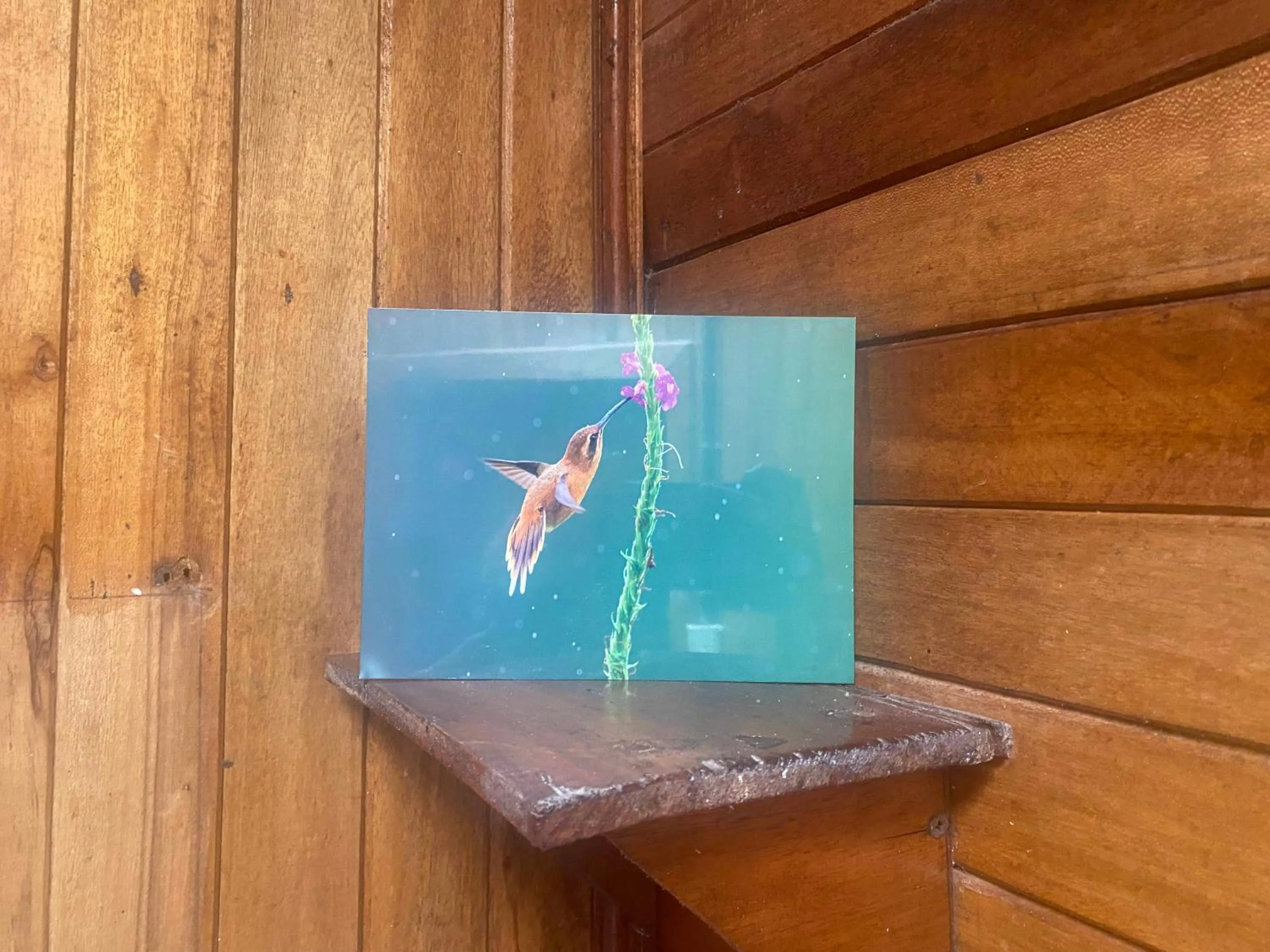 Birds & Breakfast Costa Rica