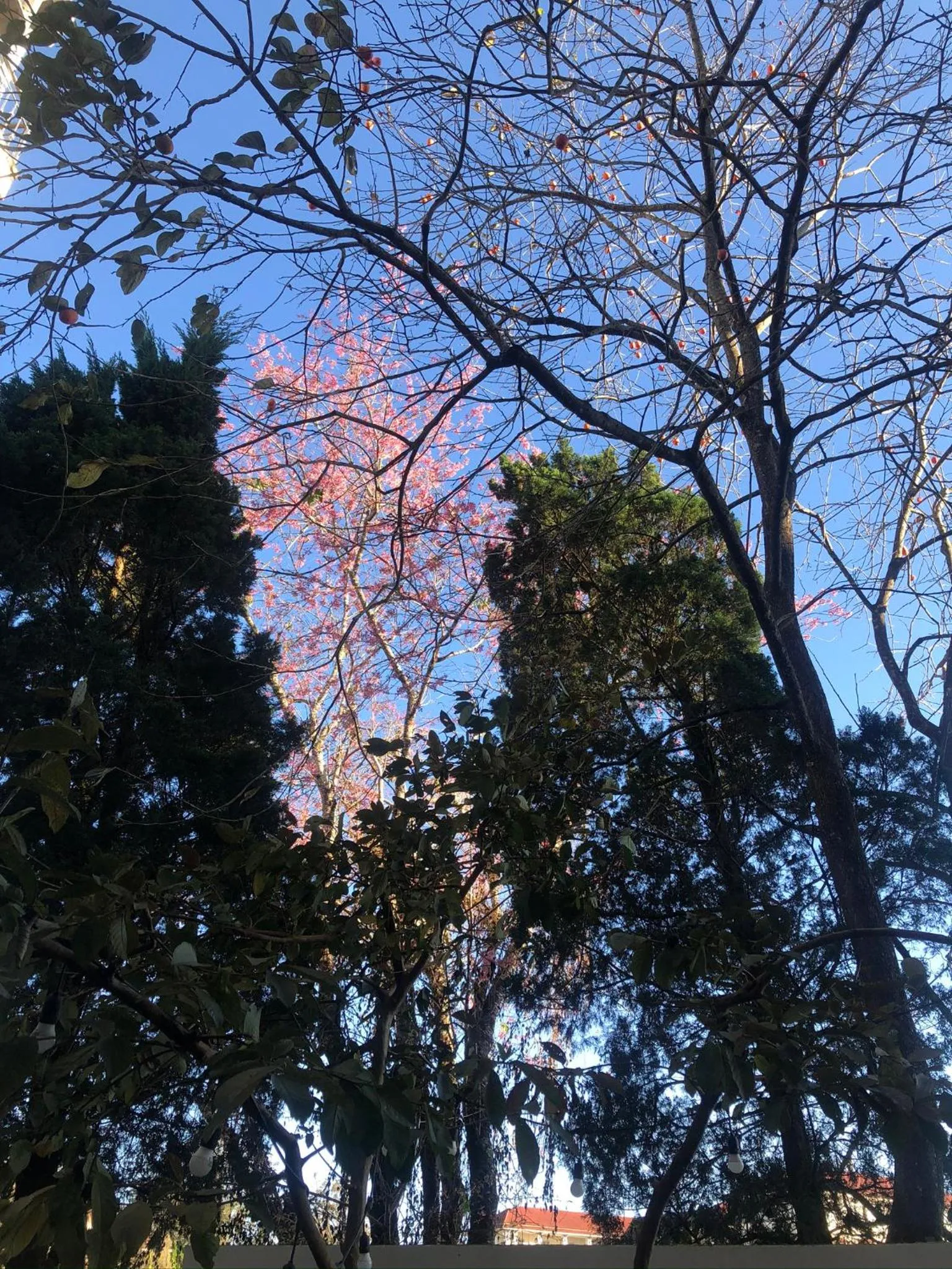 Garden view in Whammy House Dalat